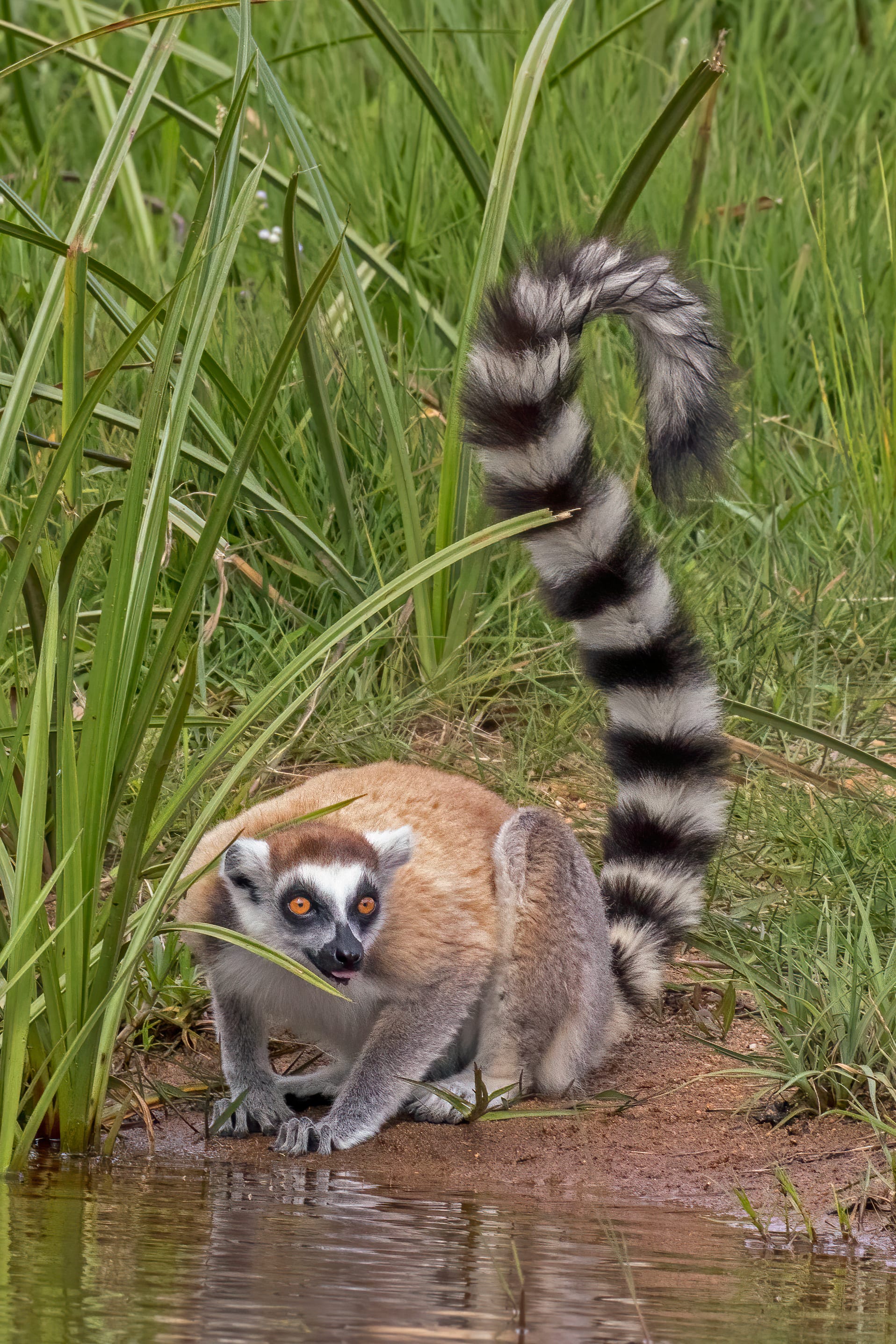 A ring-tailed lemur sitting upright, its striped tail curled, staring at the camera
