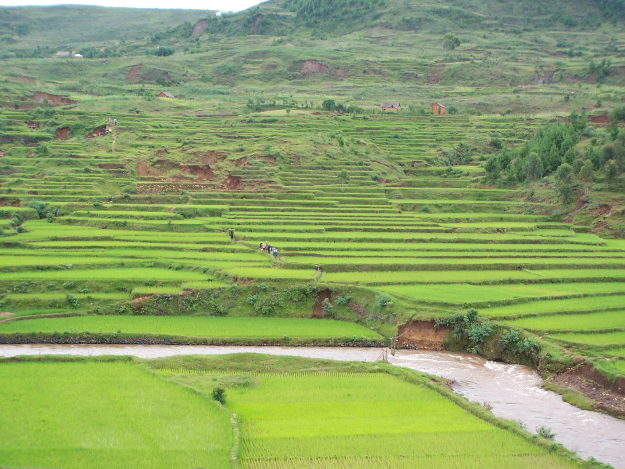 Terraced green rice paddies filling a highland valley in central Madagascar