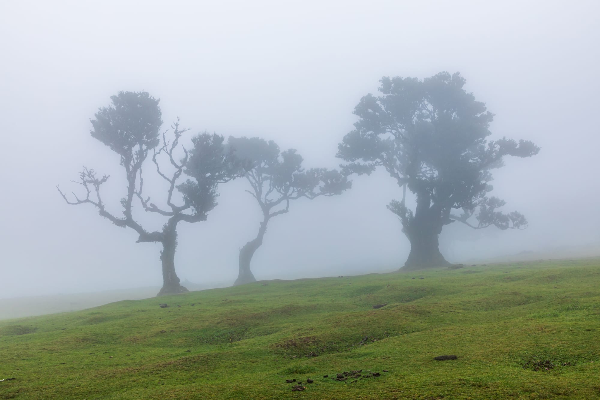 Ancient gnarled laurel trees wrapped in moss in a misty upland forest