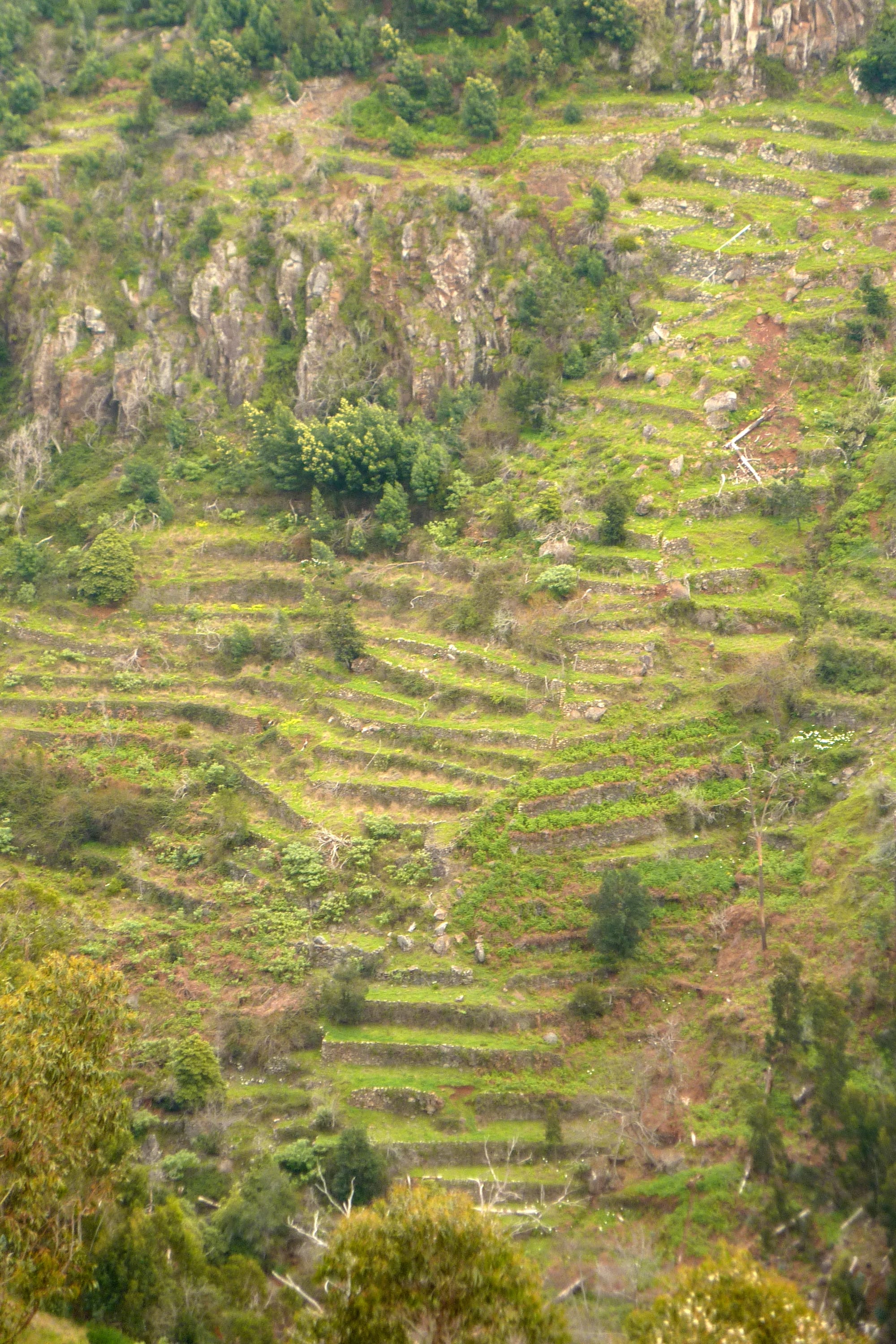 Steep hillside farm terraces above a Madeira valley, fed by an irrigation channel