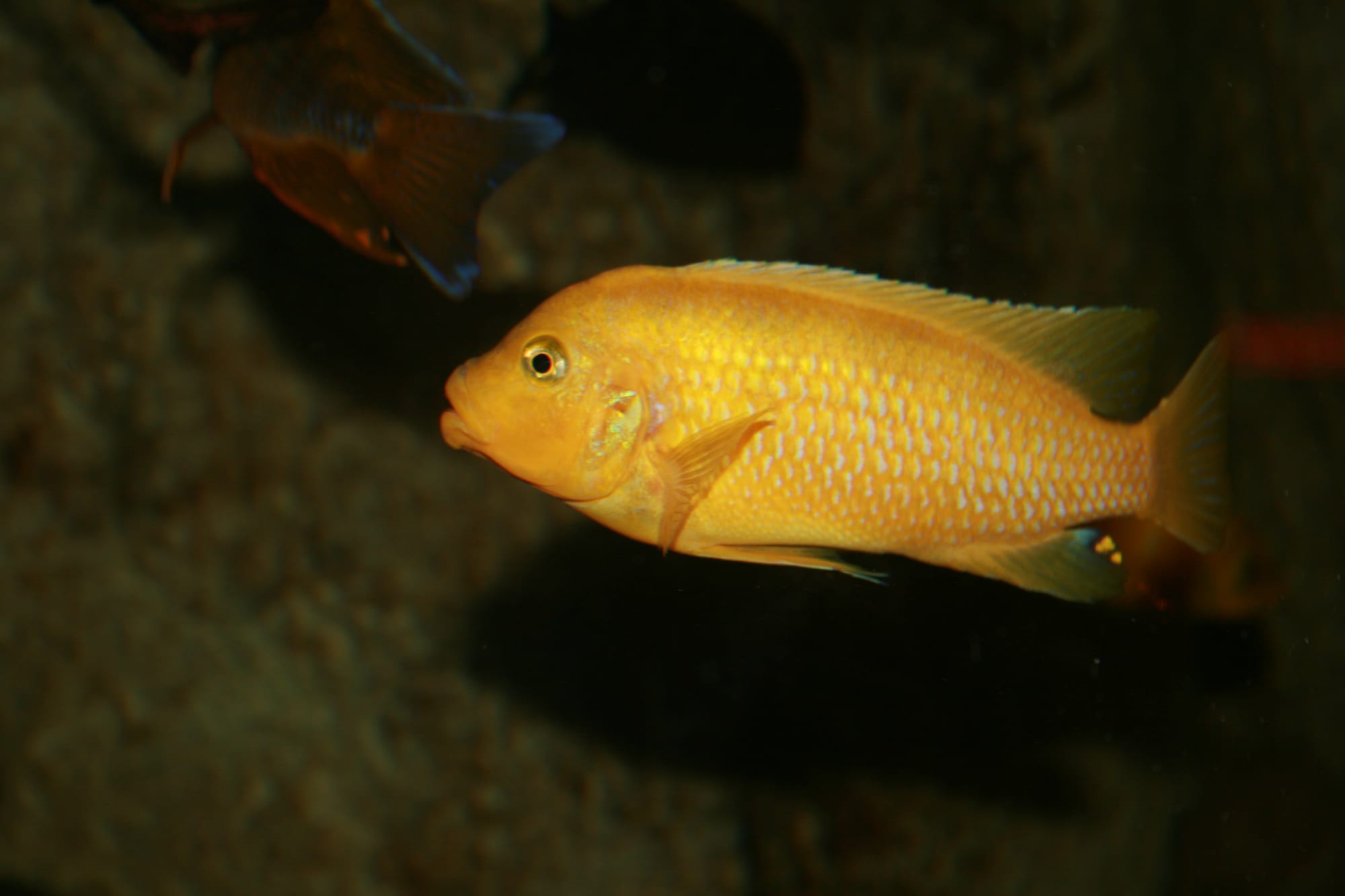 A small bright yellow tropical fish swimming among rocks