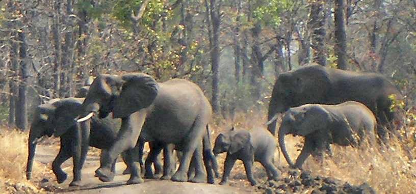 A herd of elephants walking along a dirt track through dry woodland