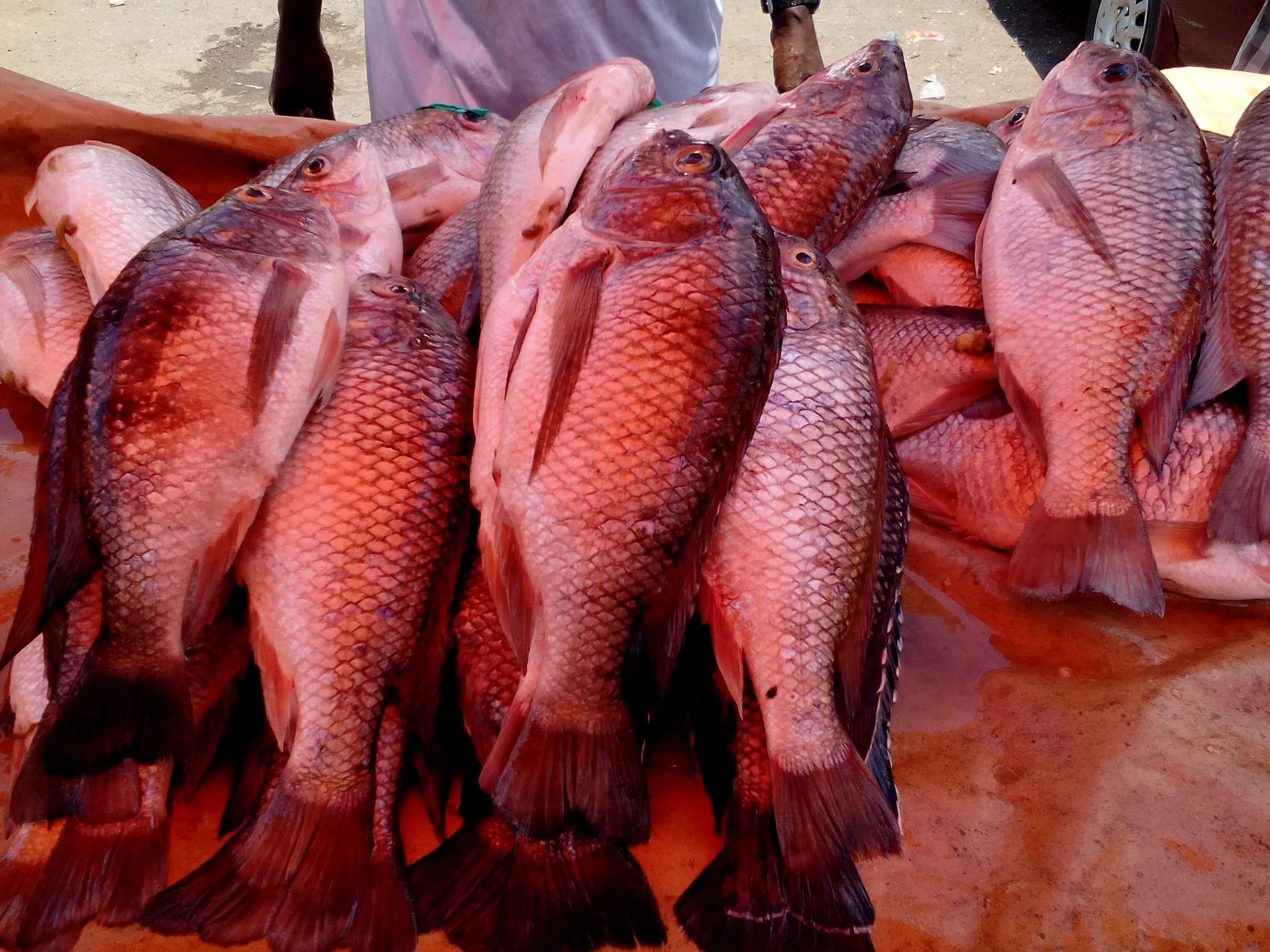 Fresh fish laid out for sale at a market stall