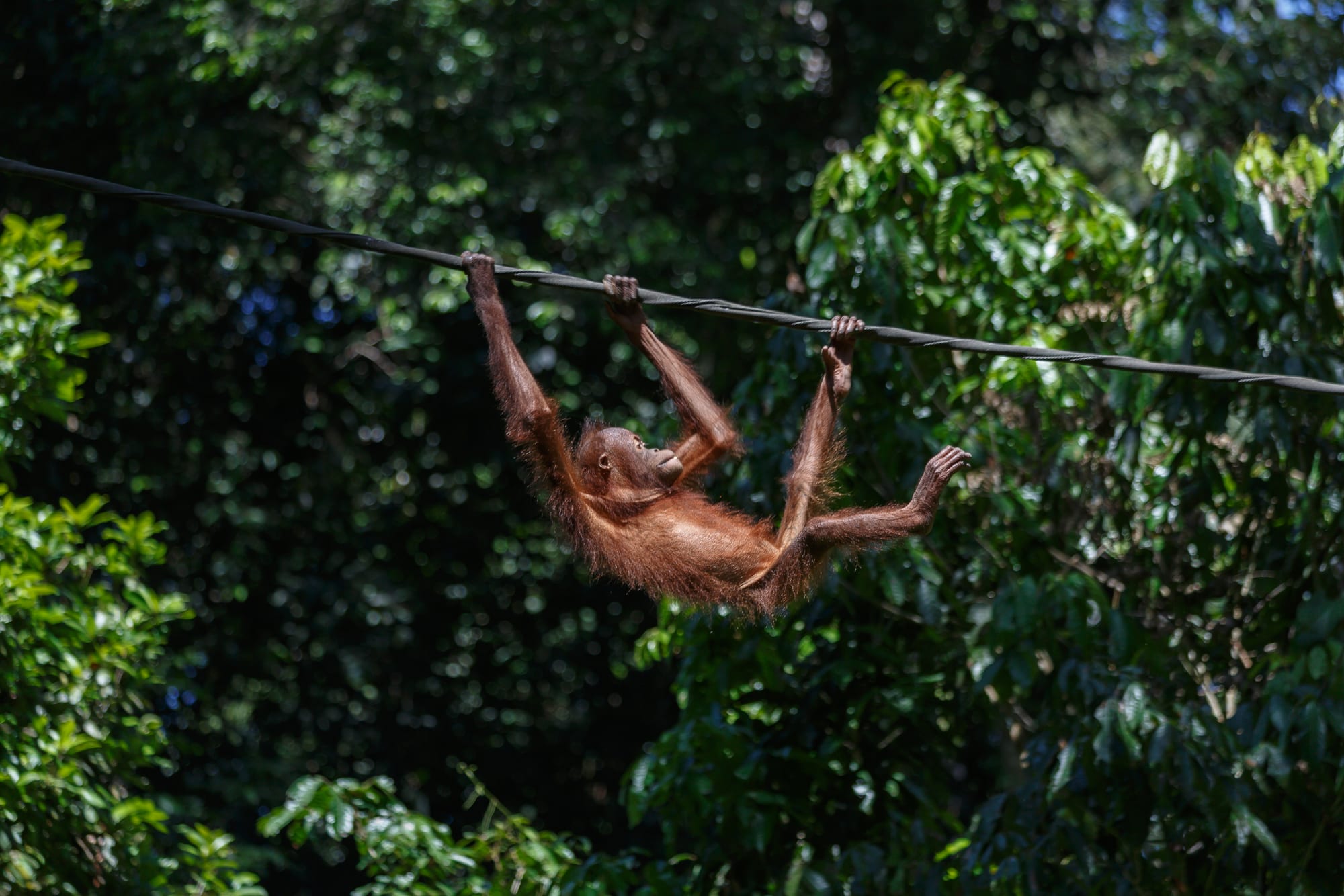 An orangutan hanging from a rope near a wooden feeding platform in the forest