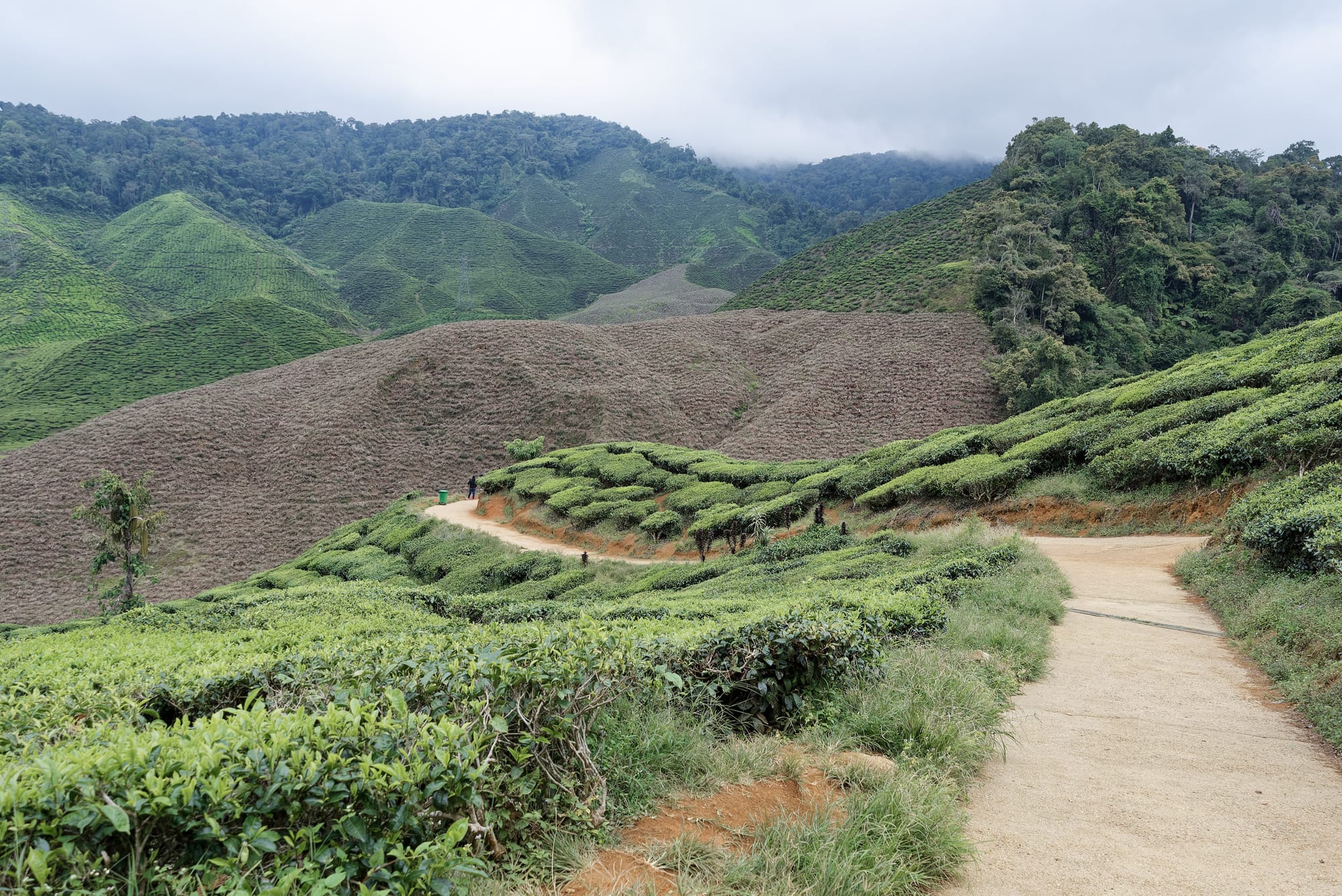 Rolling green tea bushes covering hillsides in cool highland terrain