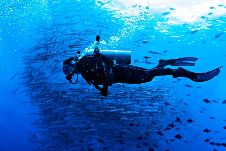 A huge swirling school of barracuda forming a tornado shape underwater