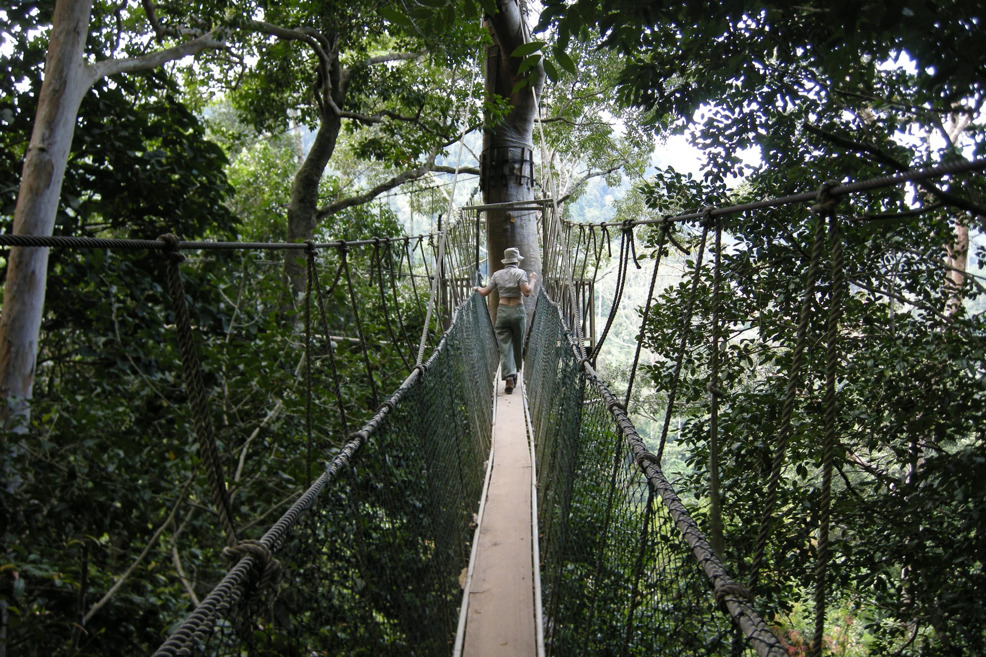 A rope-and-plank canopy walkway strung high among tall rainforest trees