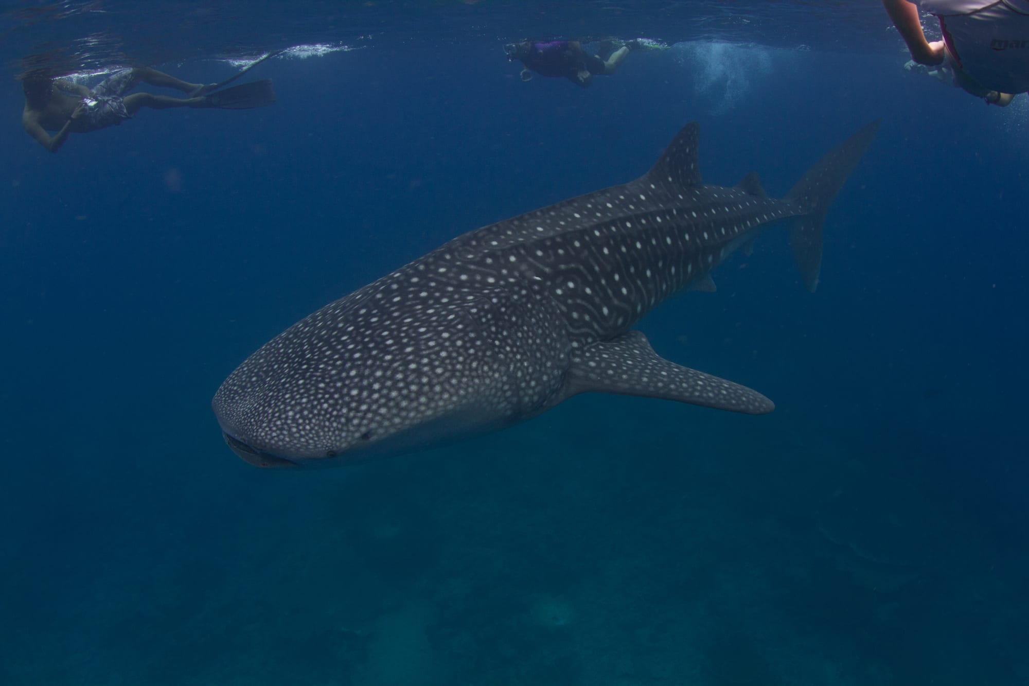 A huge spotted whale shark swimming just below the surface near a snorkeller
