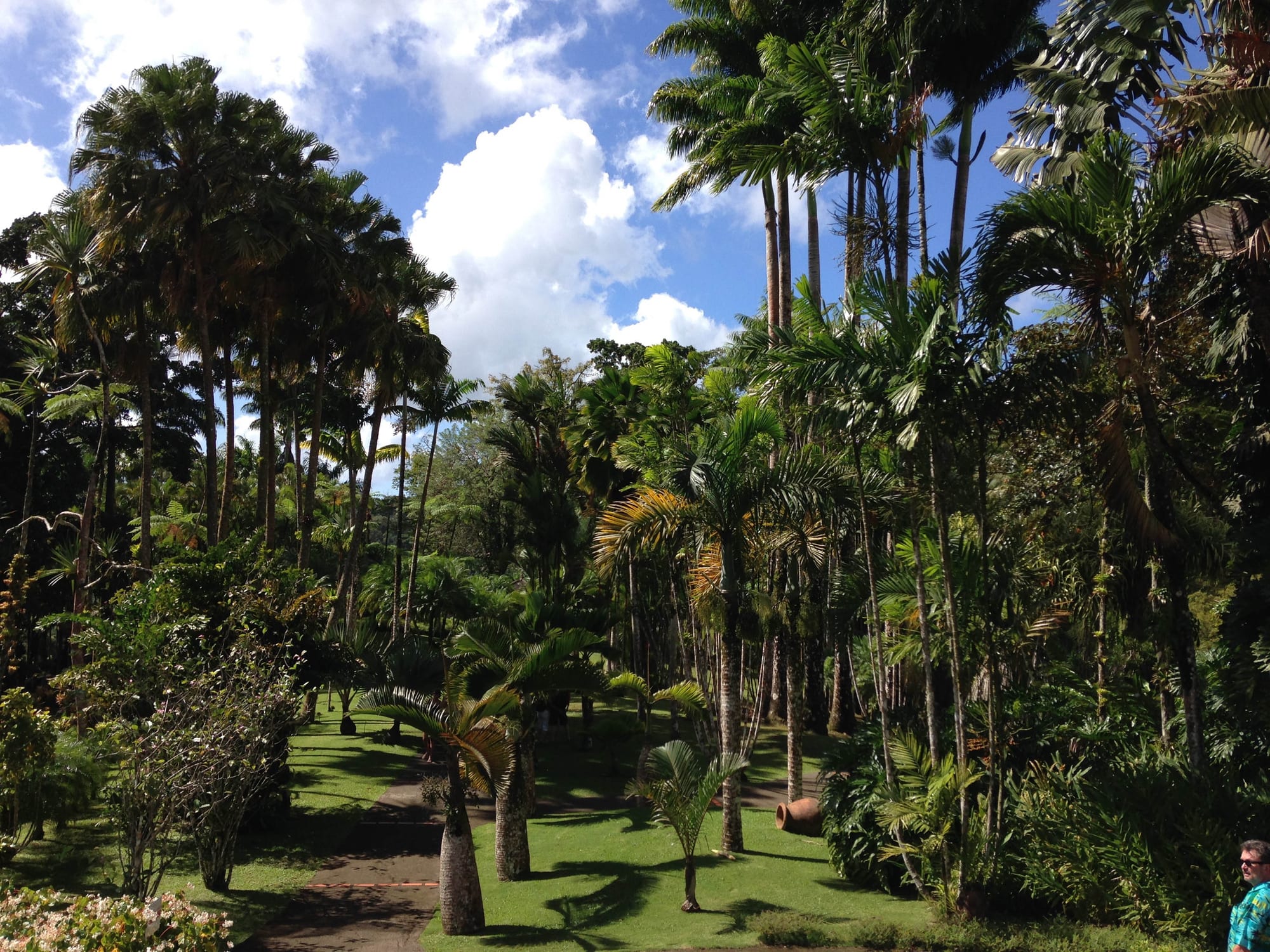 A lush tropical garden with colourful flowering plants and a mountain backdrop