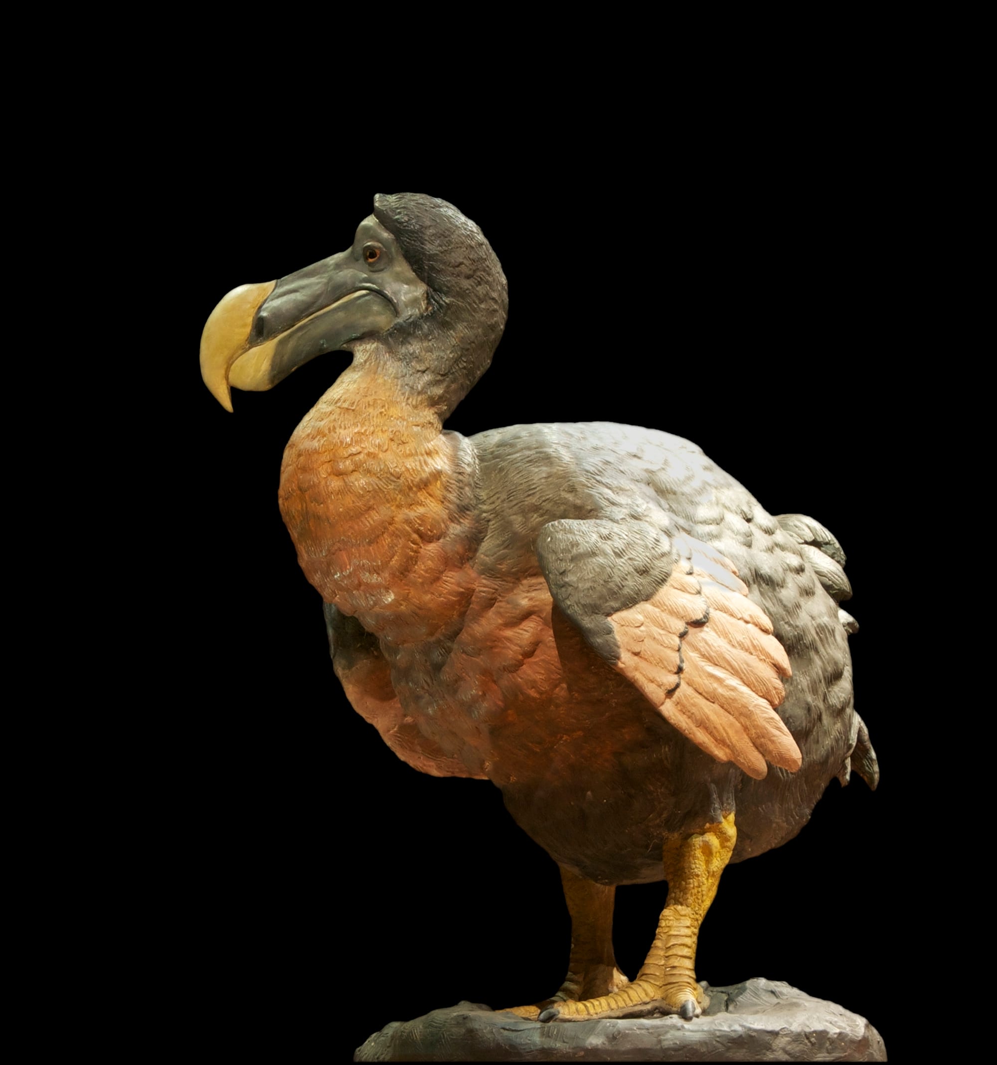 A painted reconstruction of a dodo, a large grey flightless bird with a heavy hooked beak