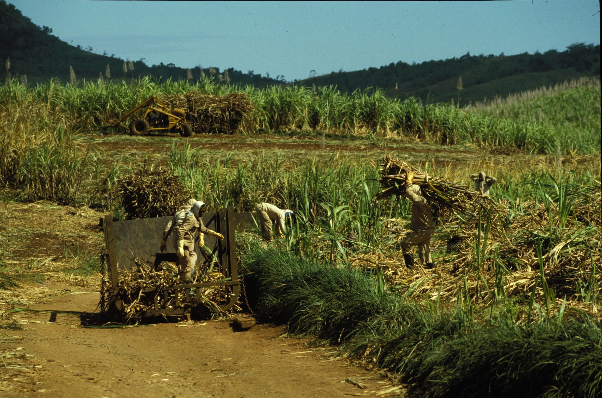 A field of tall green sugar cane with a mountain ridge behind