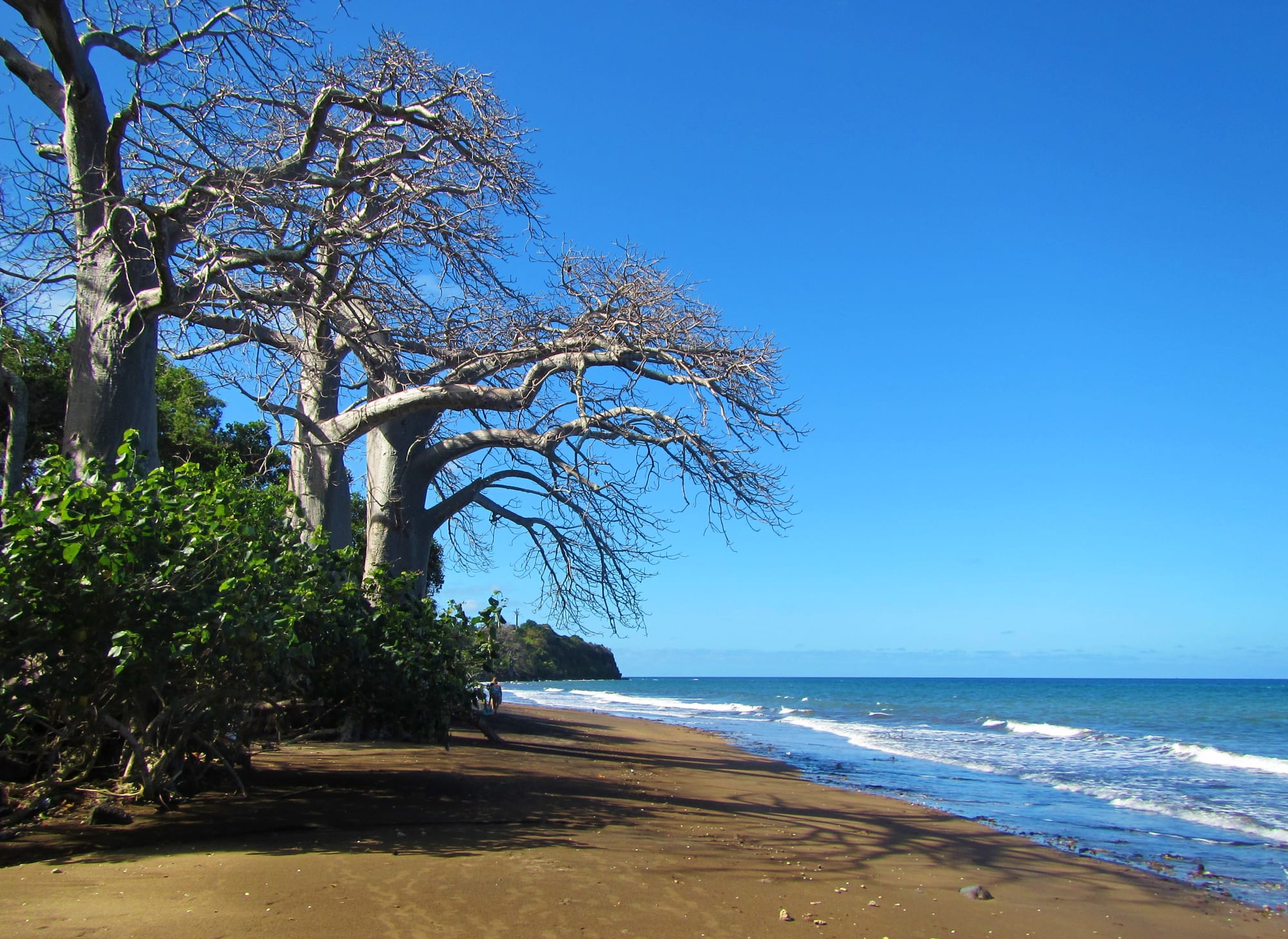 Large baobab trees standing on a grassy point above a beach