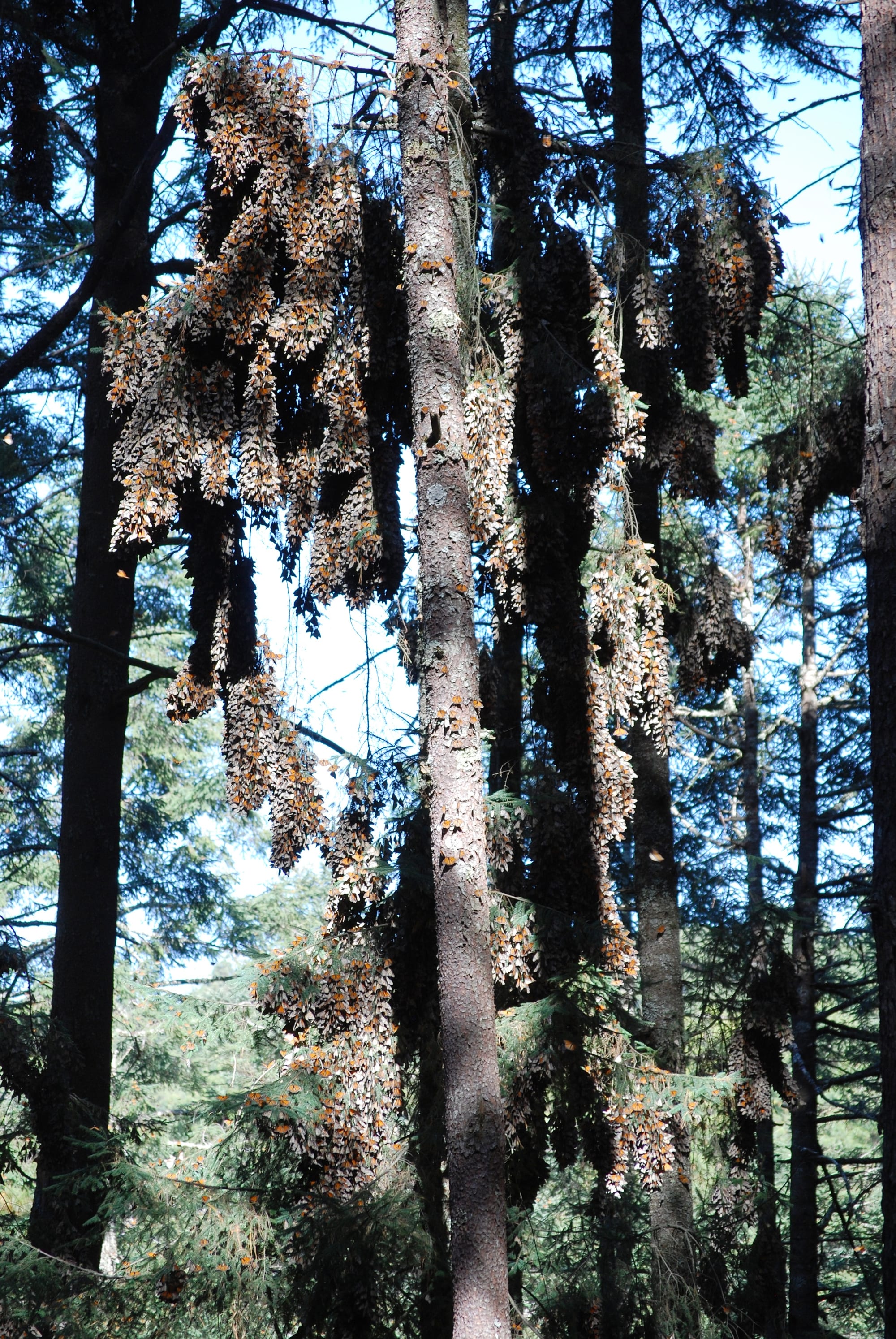 Millions of monarch butterflies clustering in dense hanging masses on fir tree trunks