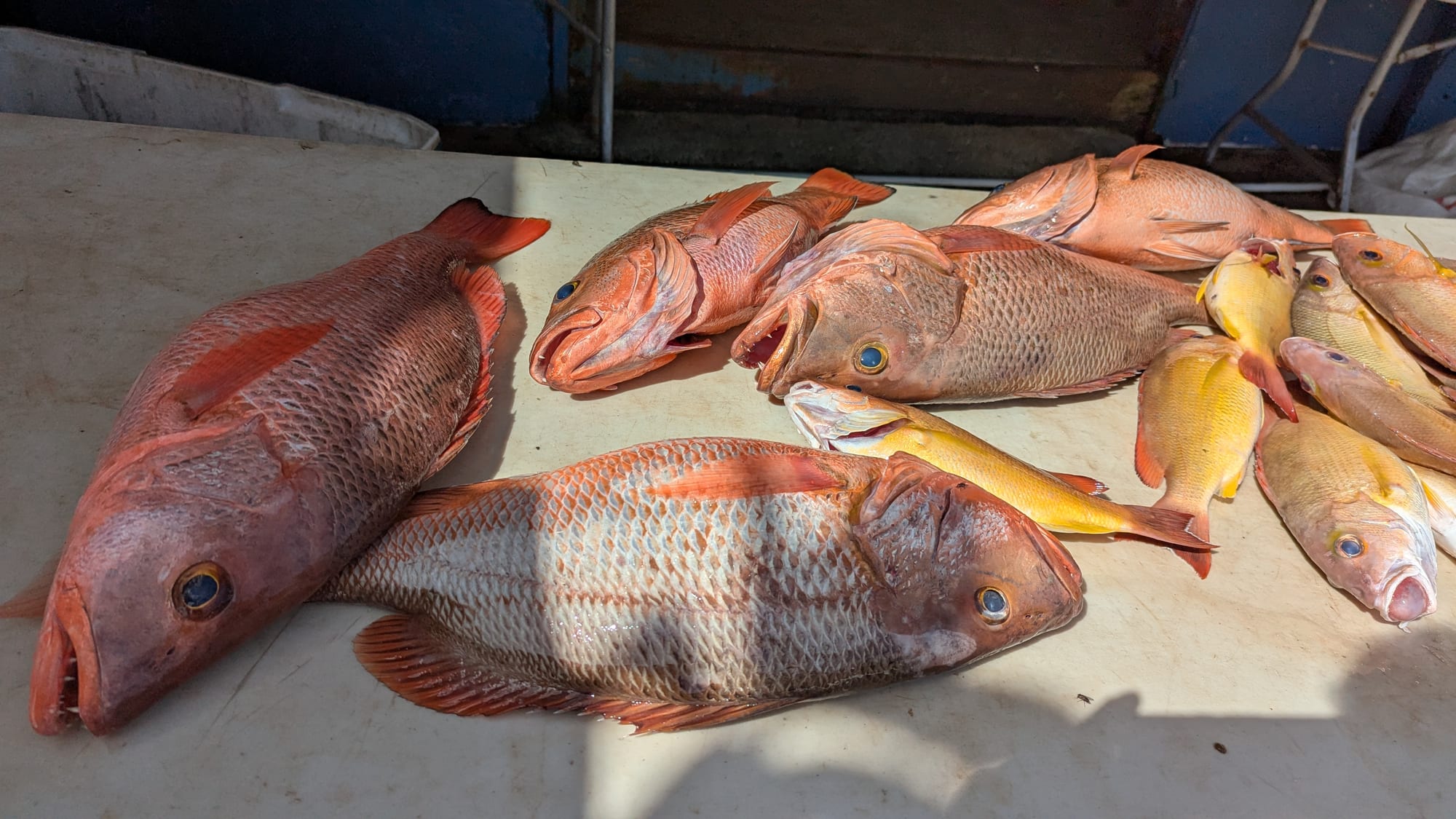 Fresh fish laid out for sale at an outdoor market