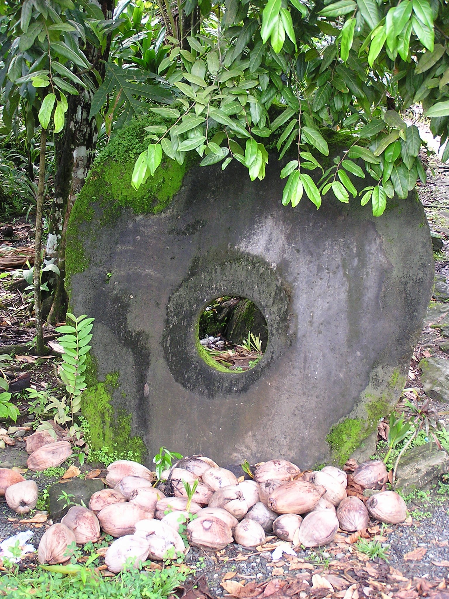 A large circular stone disc with a hole through its centre, standing upright against a tree, with a pile of coconuts at its base