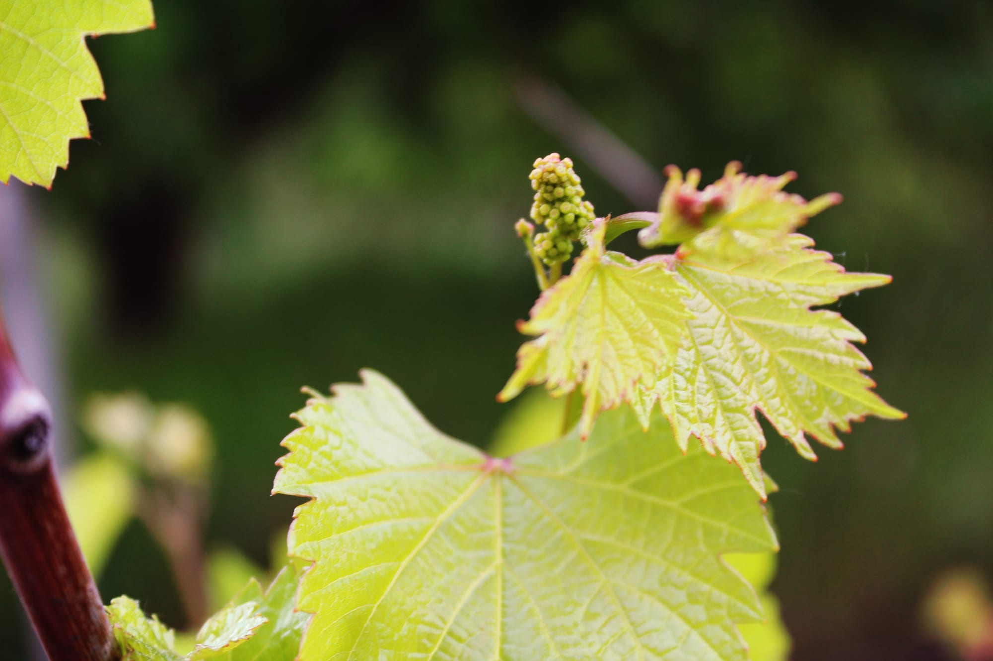 A close-up of young grapevine leaves with a small cluster of unripe grapes forming
