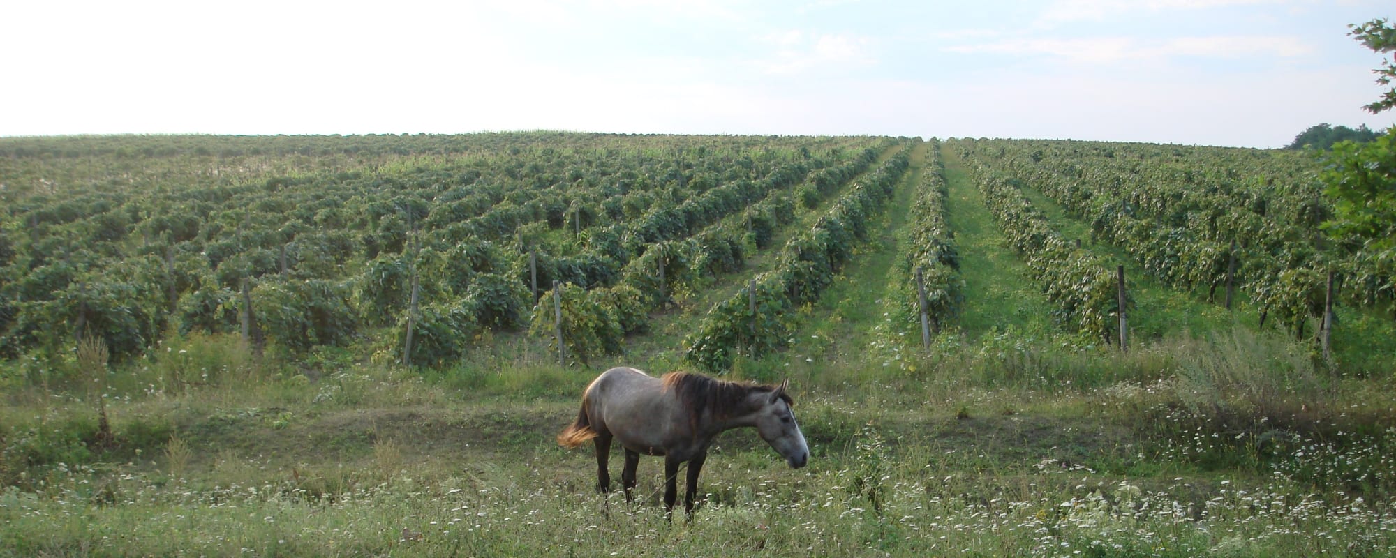 A grey horse grazing in a meadow beside long rows of a vineyard stretching toward the horizon under a pale sky