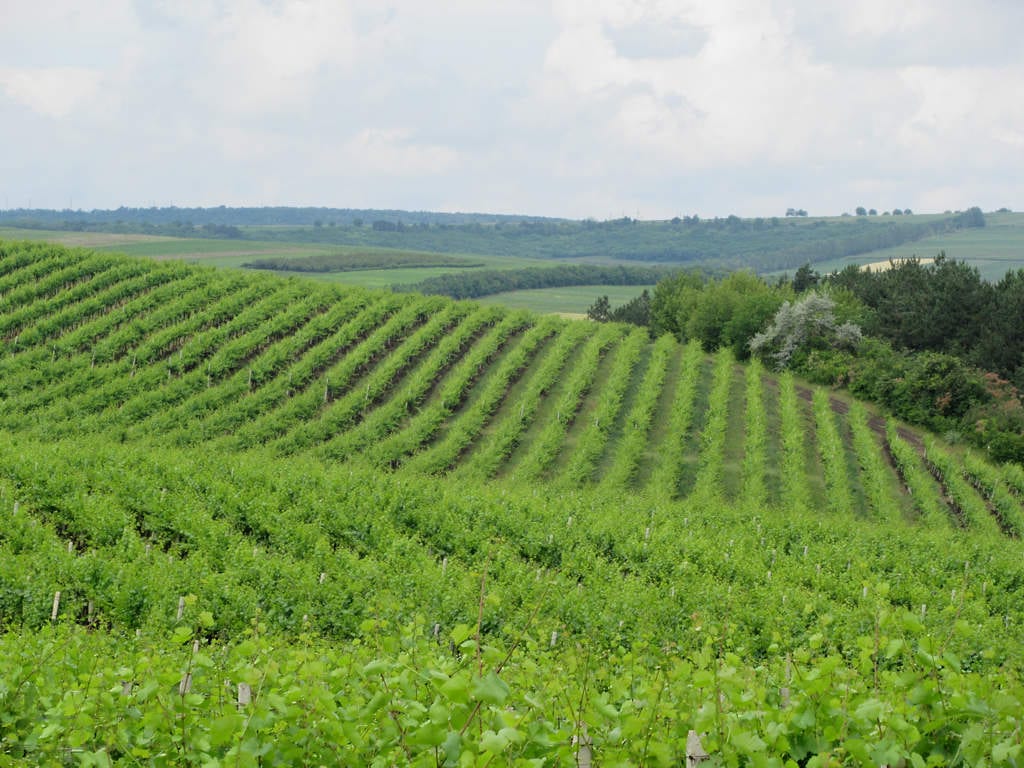 Rolling green vineyard rows covering hillsides under a partly cloudy sky
