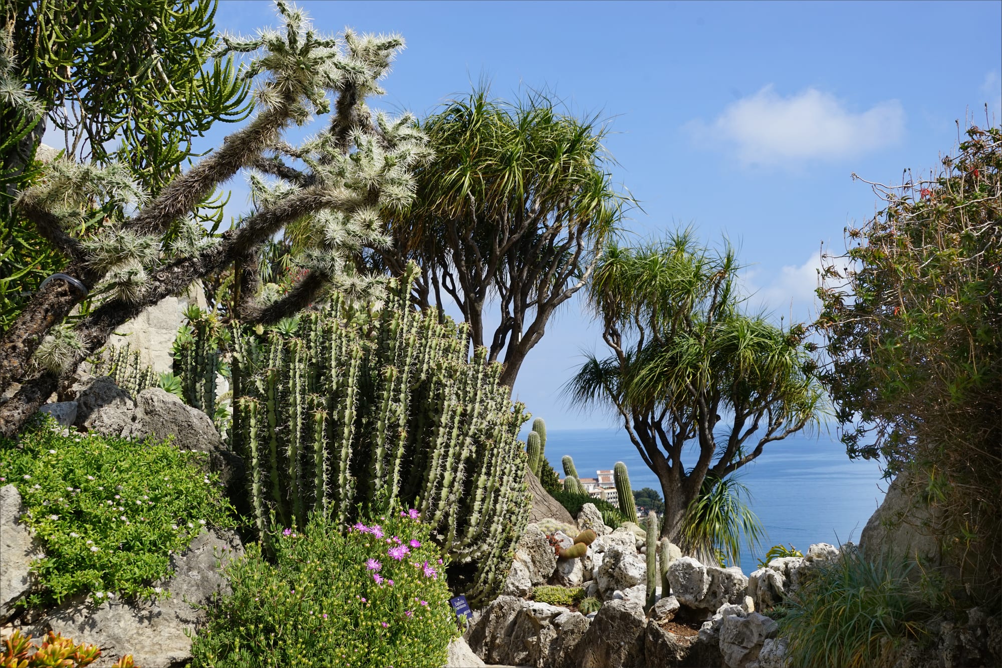 Terraced gardens of cacti and succulents on a cliffside with sea views beyond