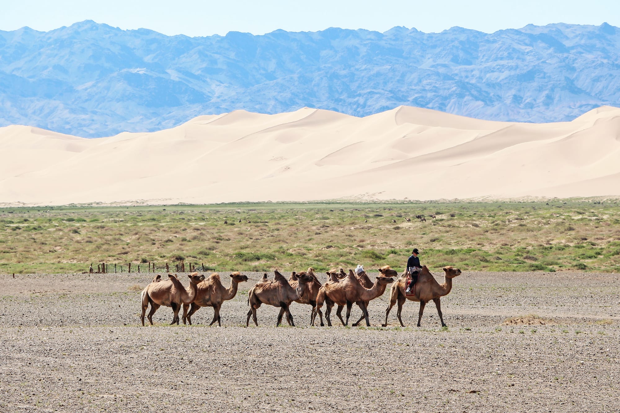 Bactrian camels standing in front of tall sand dunes in the desert