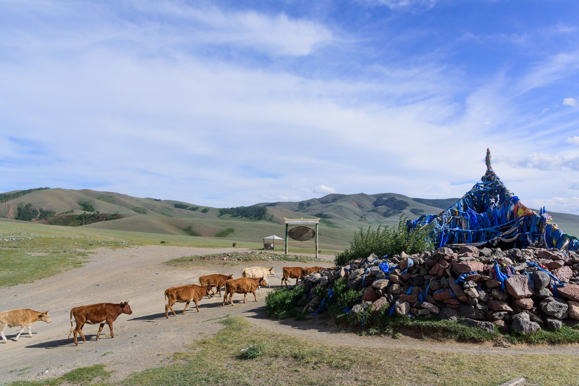 A large stone cairn wrapped in blue ceremonial scarves beside a dirt road on the open steppe, with a line of brown and white cattle walking past and rolling green hills behind