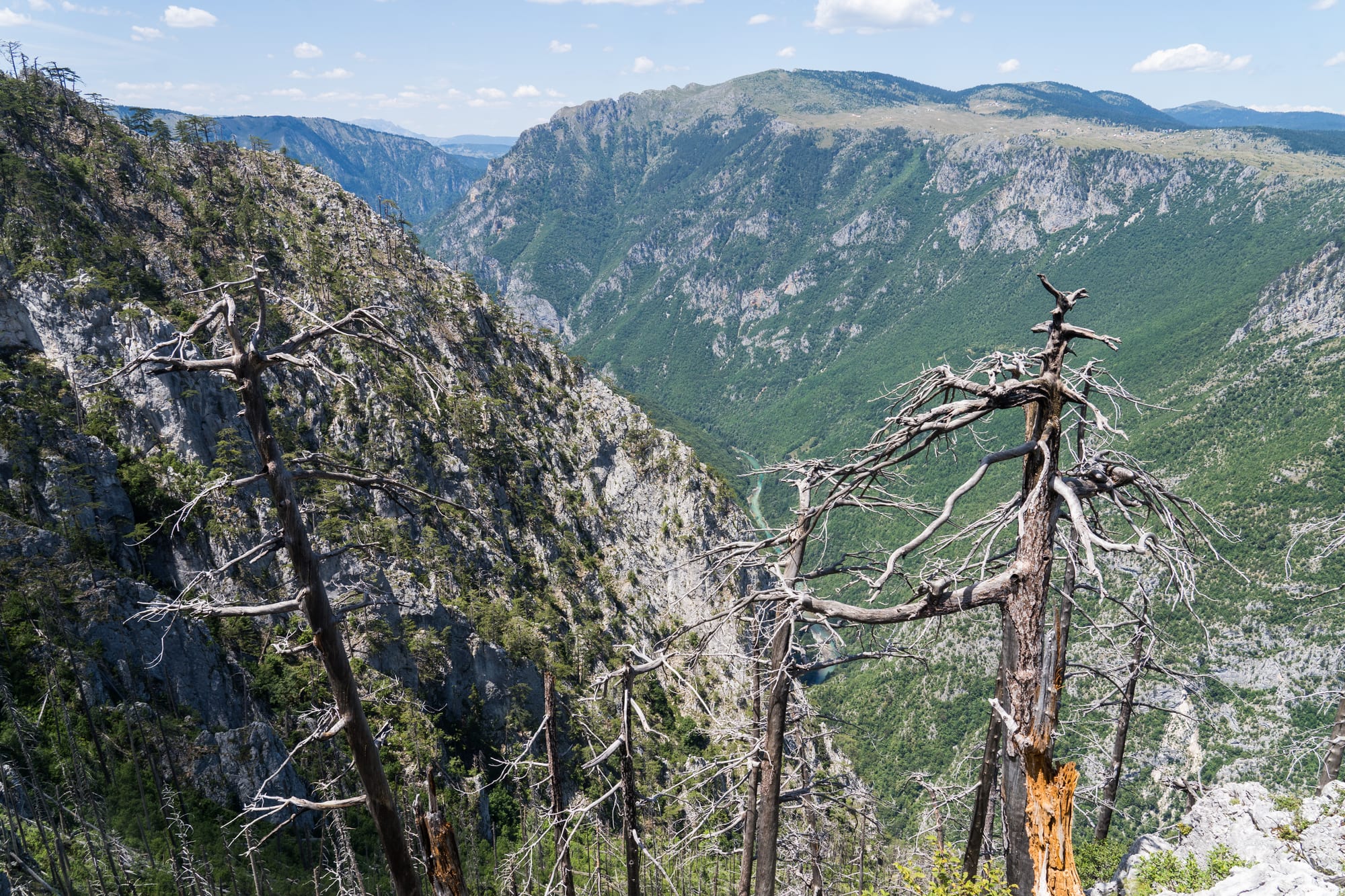 A deep, steep-walled river canyon covered in forest, seen from a high viewpoint through wind-bleached tree branches