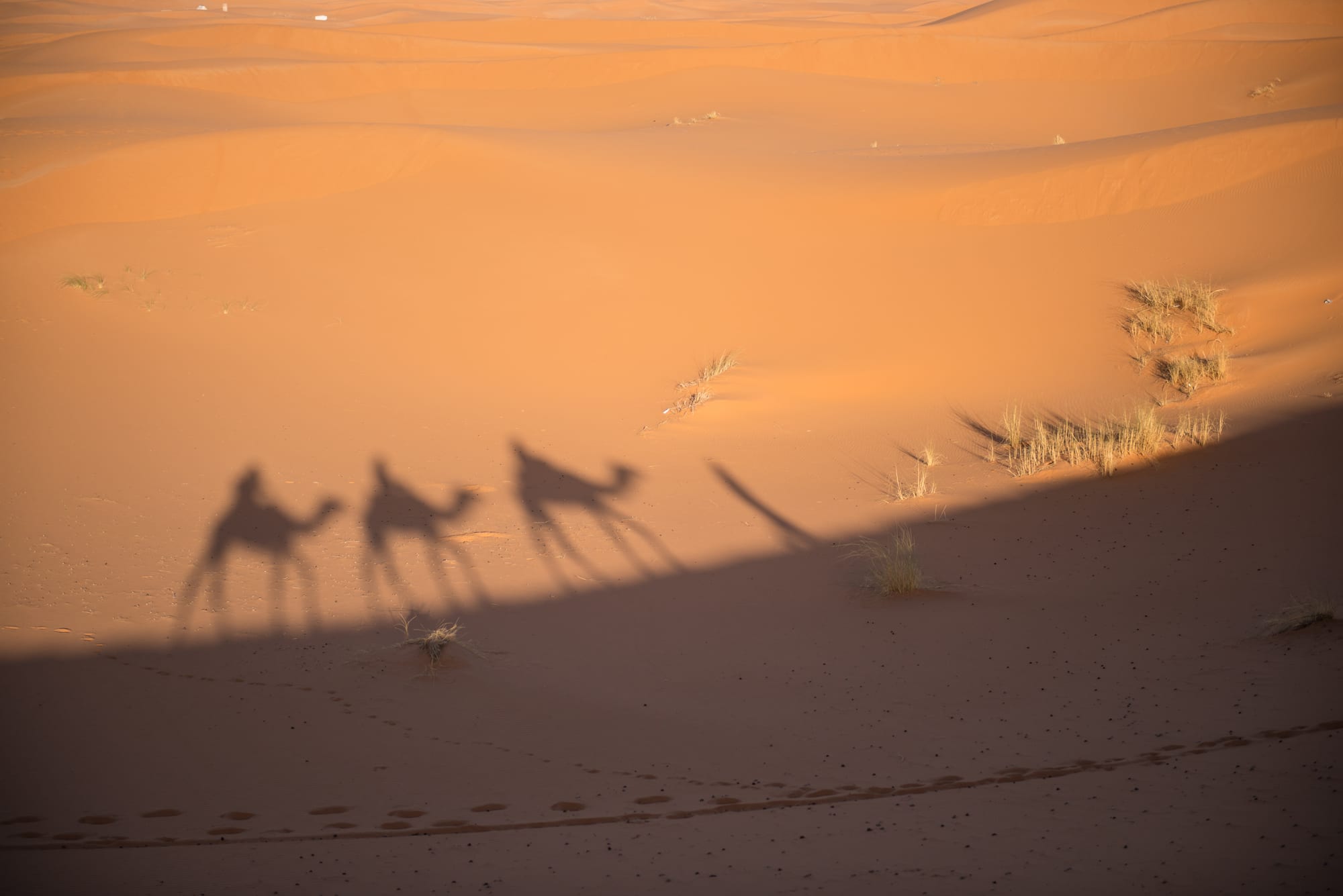 Tall golden sand dunes at sunset with camel tracks in the foreground