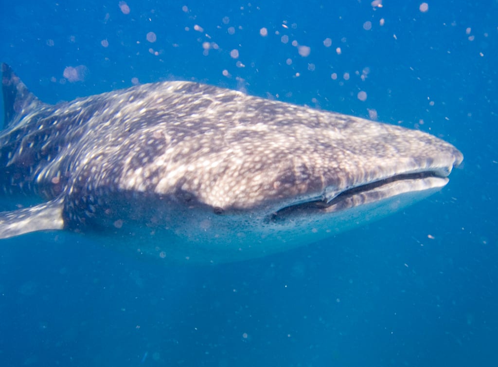 A large spotted whale shark swimming near the surface with a diver nearby