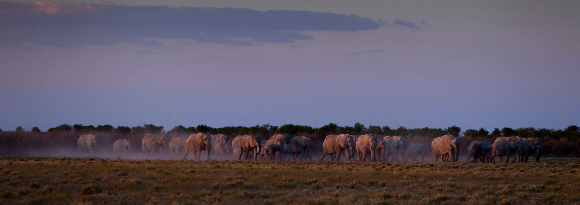 A group of elephants approaching a waterhole on a dry open plain