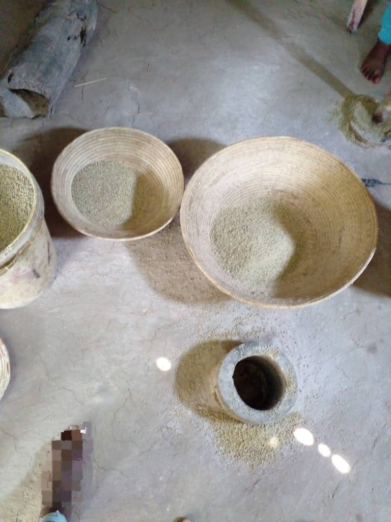 Pearl millet grain freshly pounded on the ground