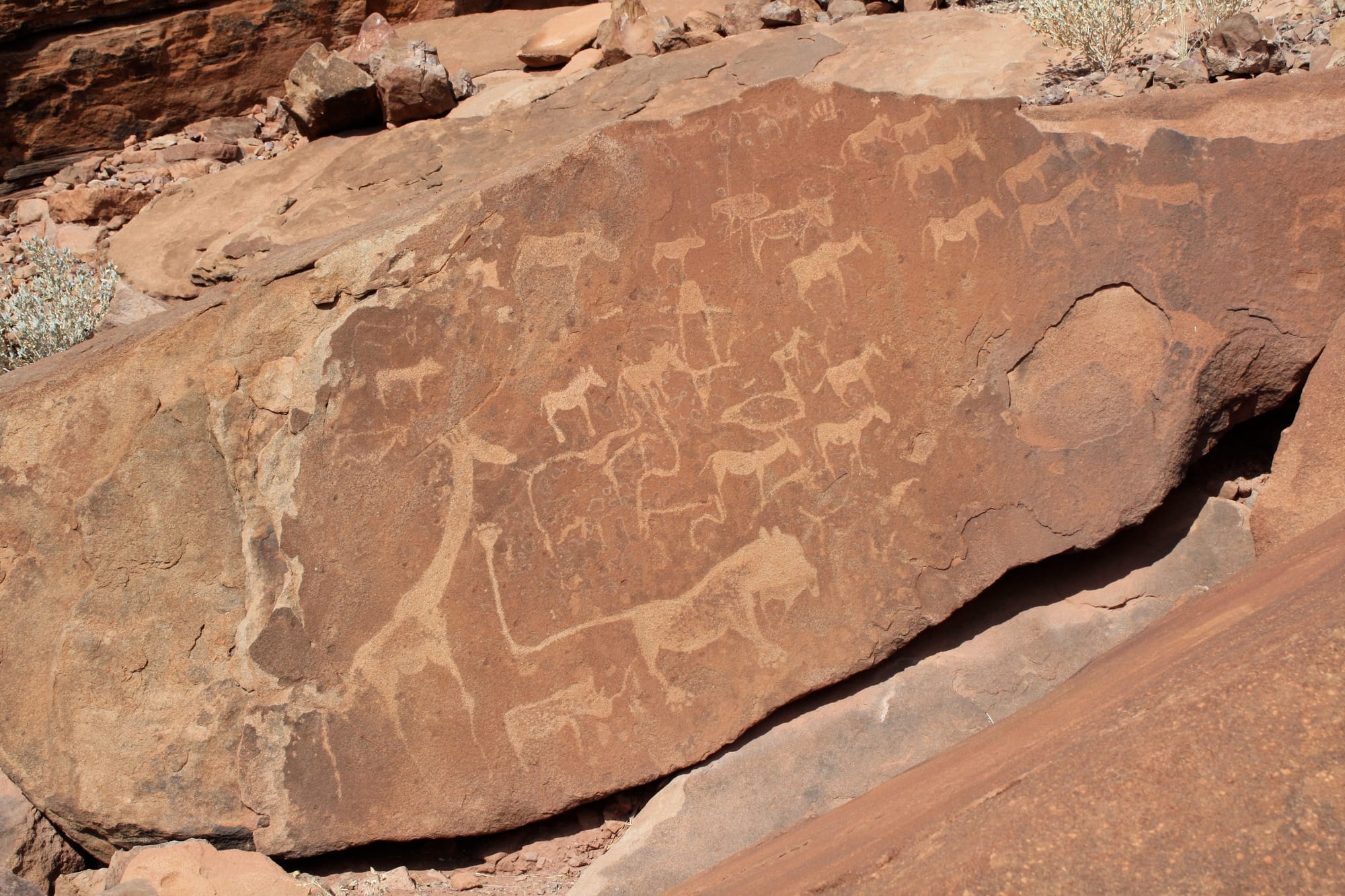 Ancient rock engravings of a giraffe, antelope and animal tracks pecked into a red sandstone slab