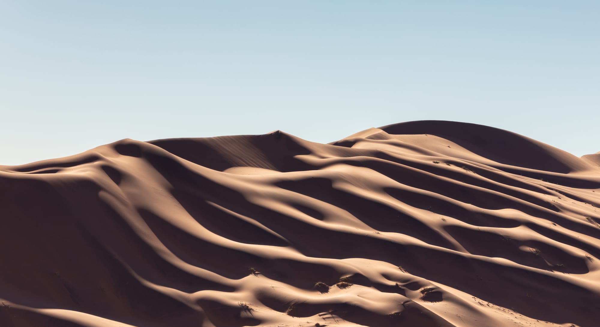 Towering deep-orange sand dunes above a white clay pan dotted with dead camel-thorn trees