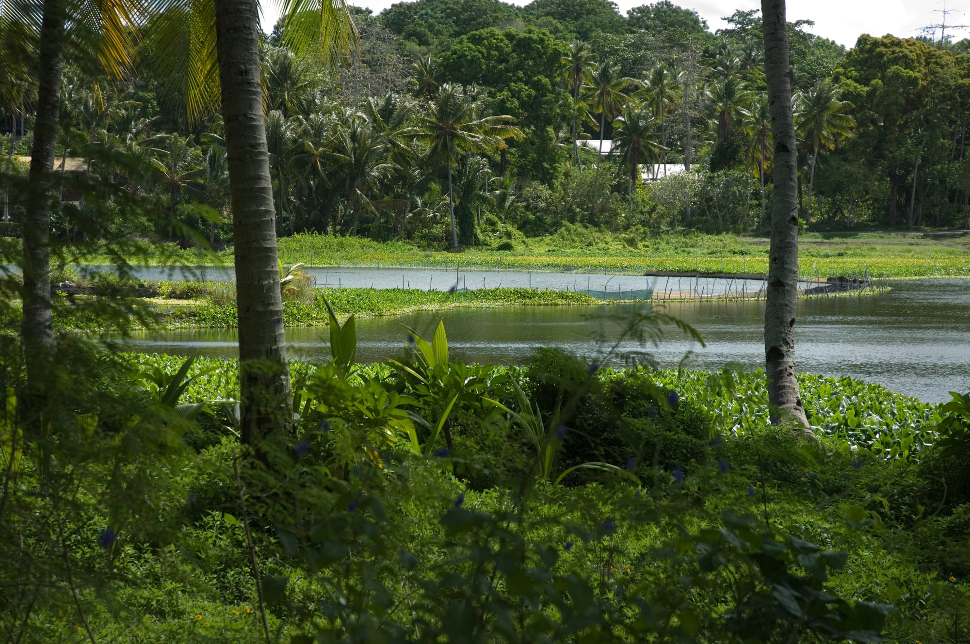 A calm freshwater lagoon surrounded by palm trees and greenery