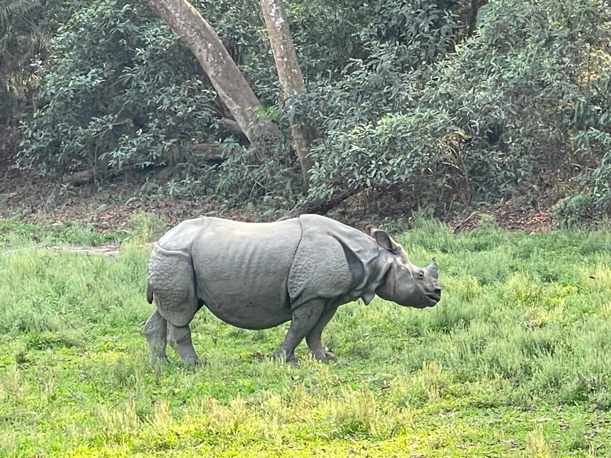A greater one-horned rhinoceros standing in tall grassland