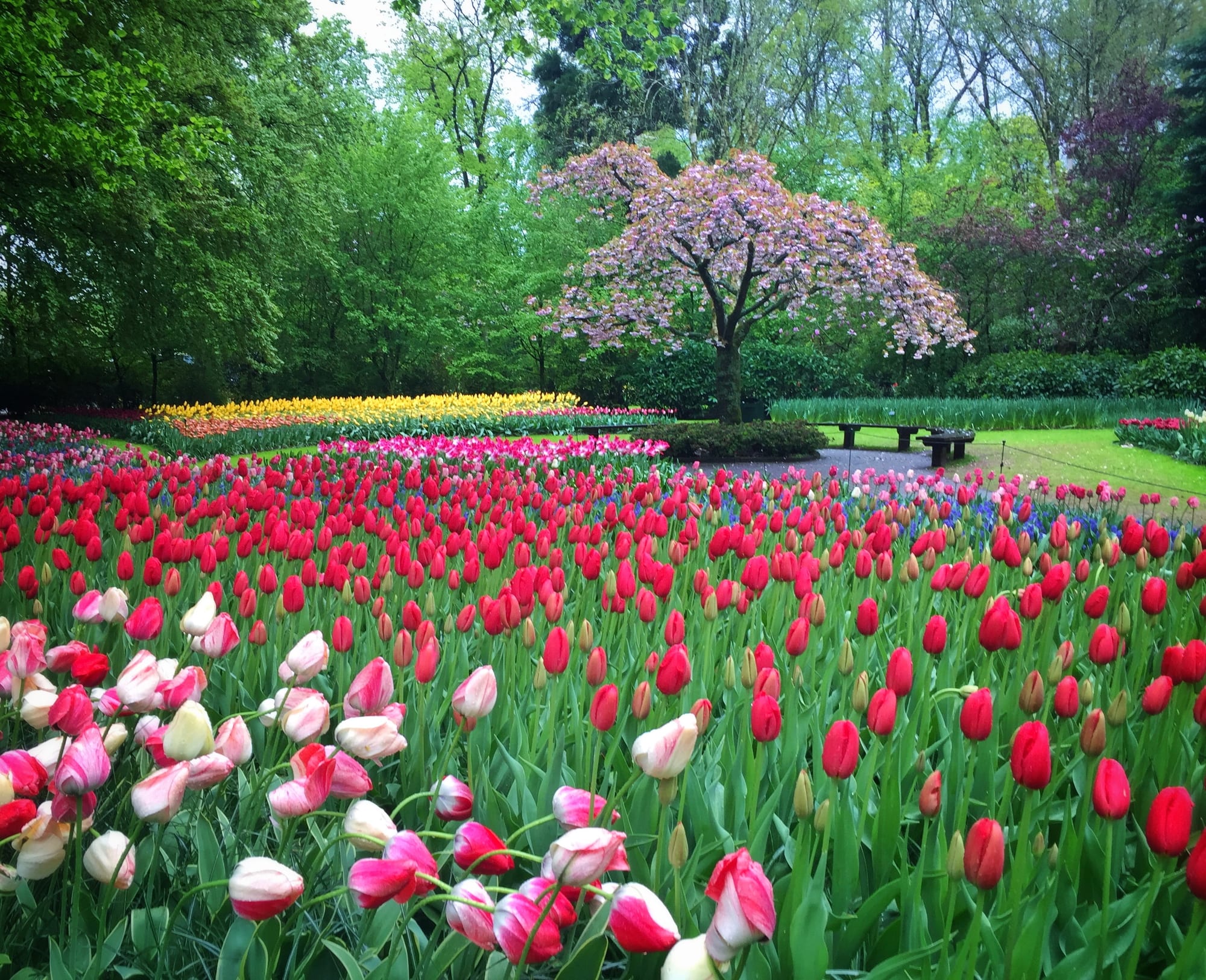 Rows of colourful tulips in bloom in a landscaped garden