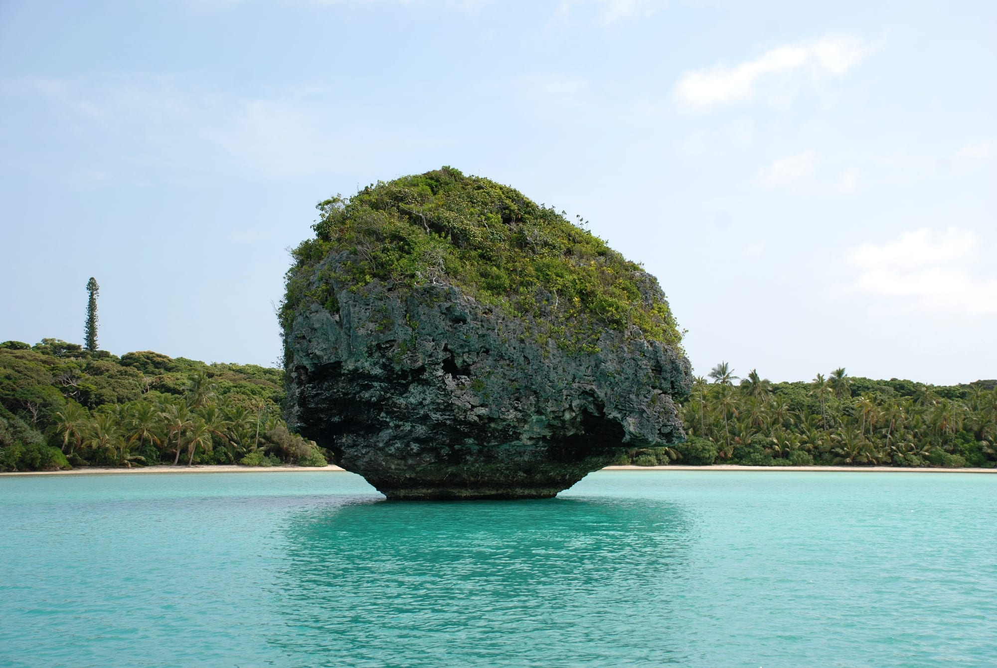 A turquoise bay with tall native pine trees along a white sand shore