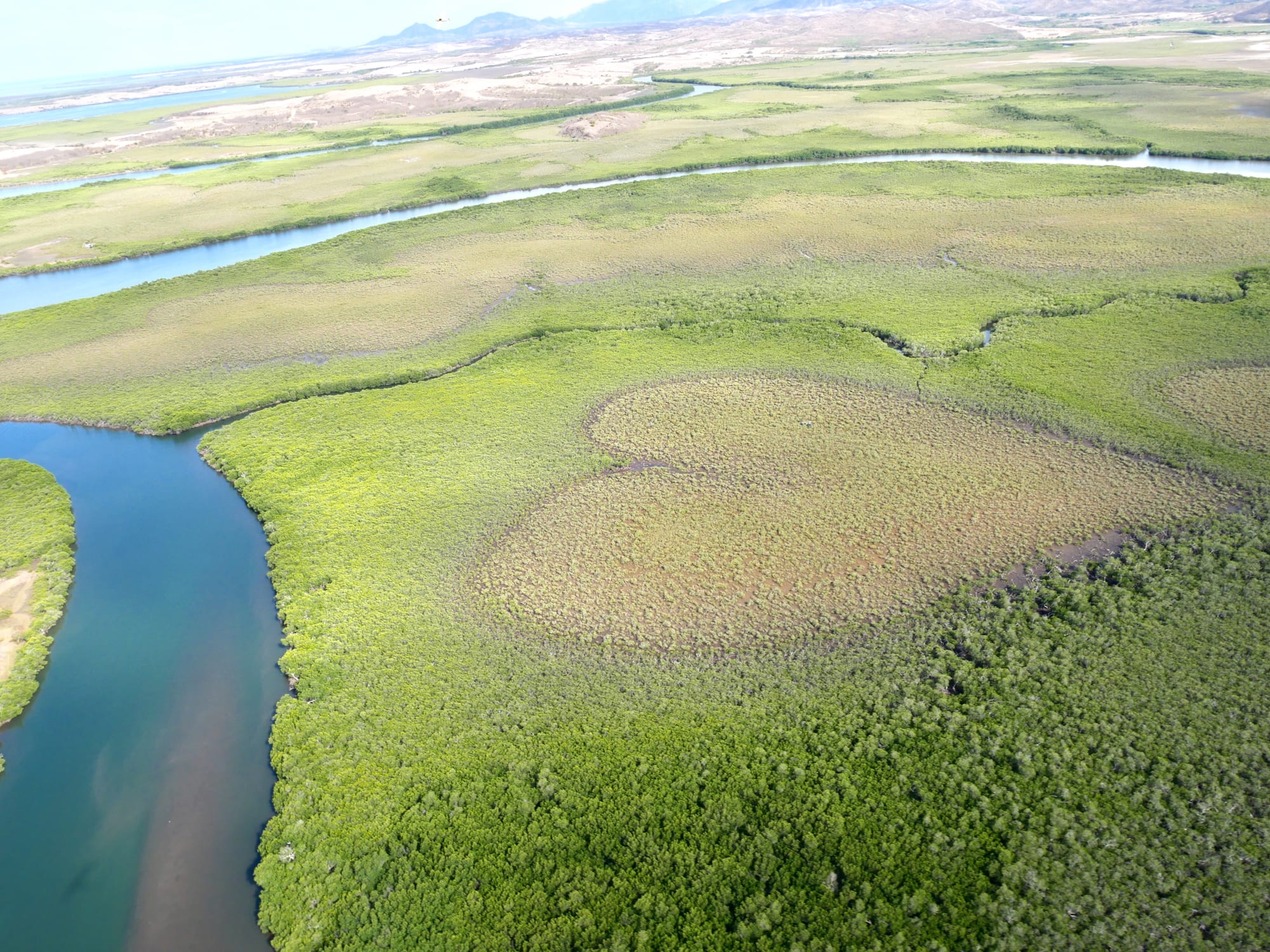 A heart-shaped patch of mangrove seen from above amid surrounding vegetation