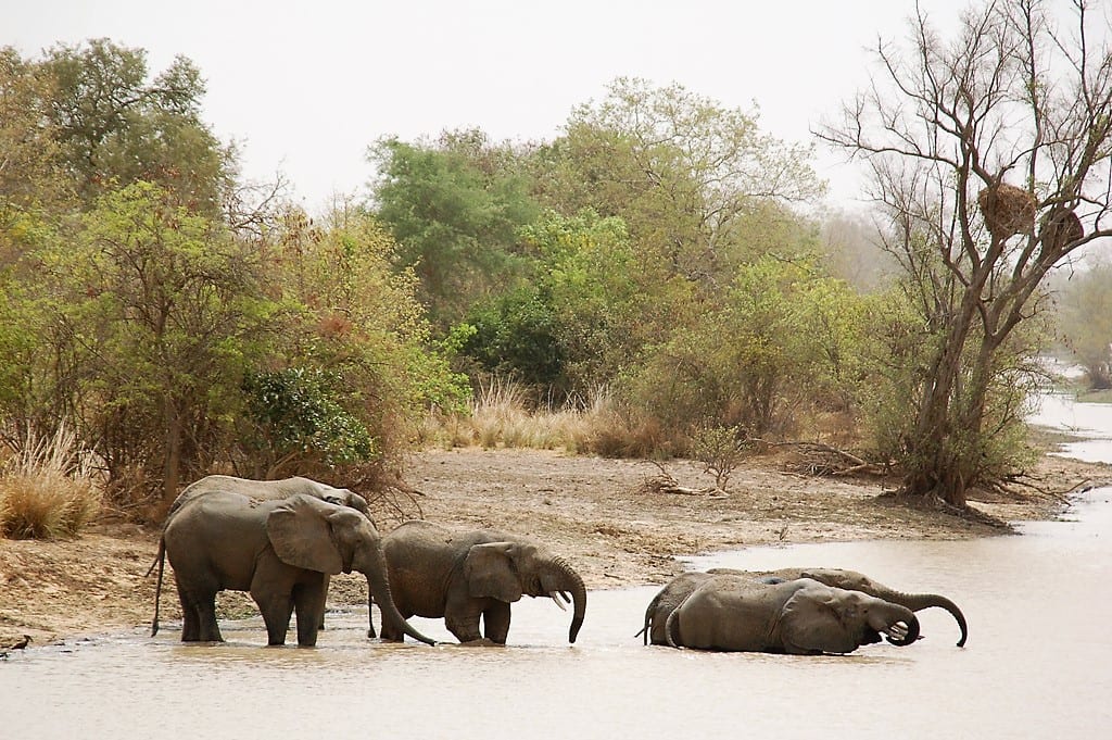 A herd of elephants bathing and gathering at a waterhole in dry savanna