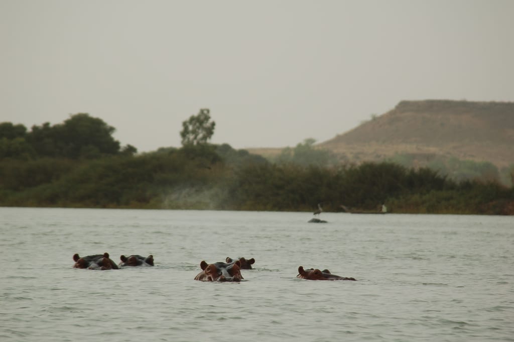 Hippopotamuses in a wide river, only their heads visible above the water