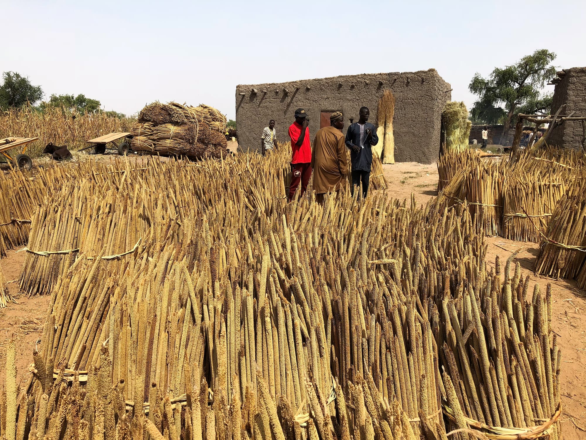 Large bundles of harvested millet stalks laid out at a village market