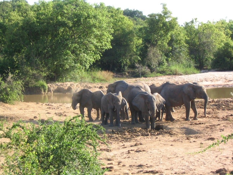 Open savanna woodland with a watering hole in a game reserve