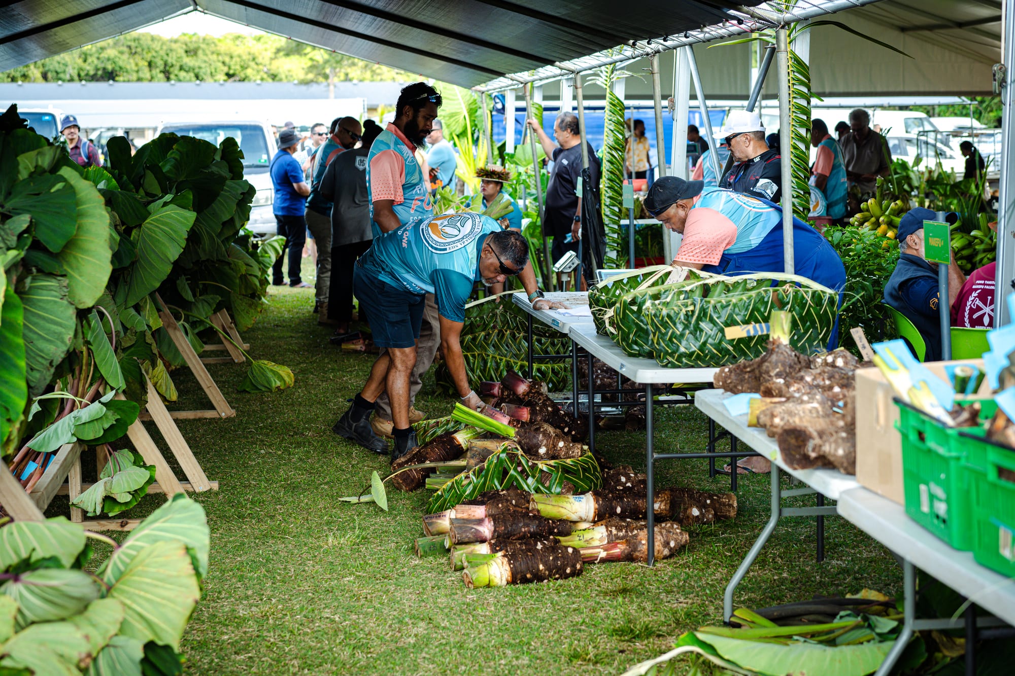 Under a tent, men in matching shirts lay out bundles of taro with their leaves and woven palm-leaf baskets on tables, with large taro plants propped on stands beside them