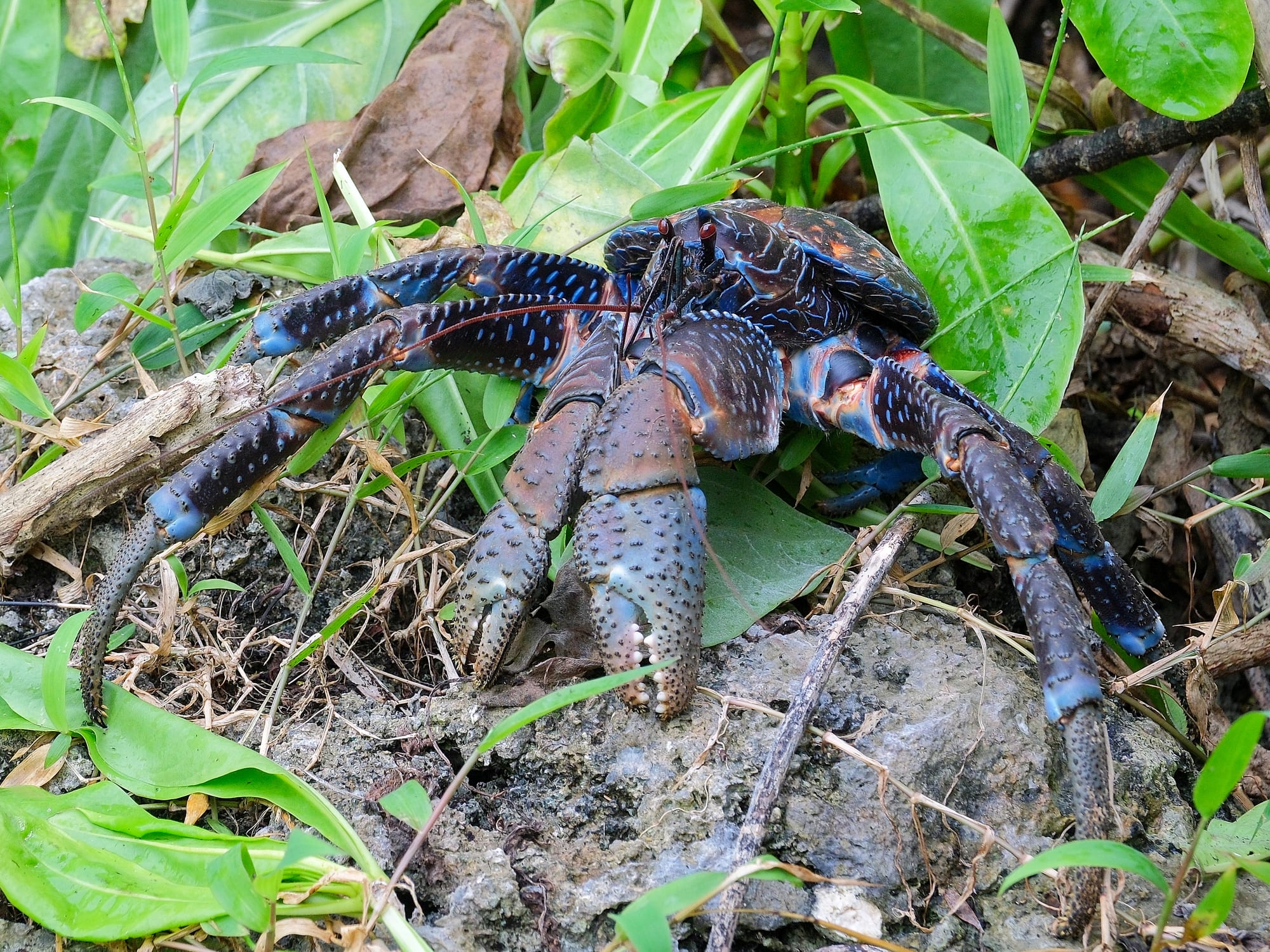 A large blue-coloured coconut crab