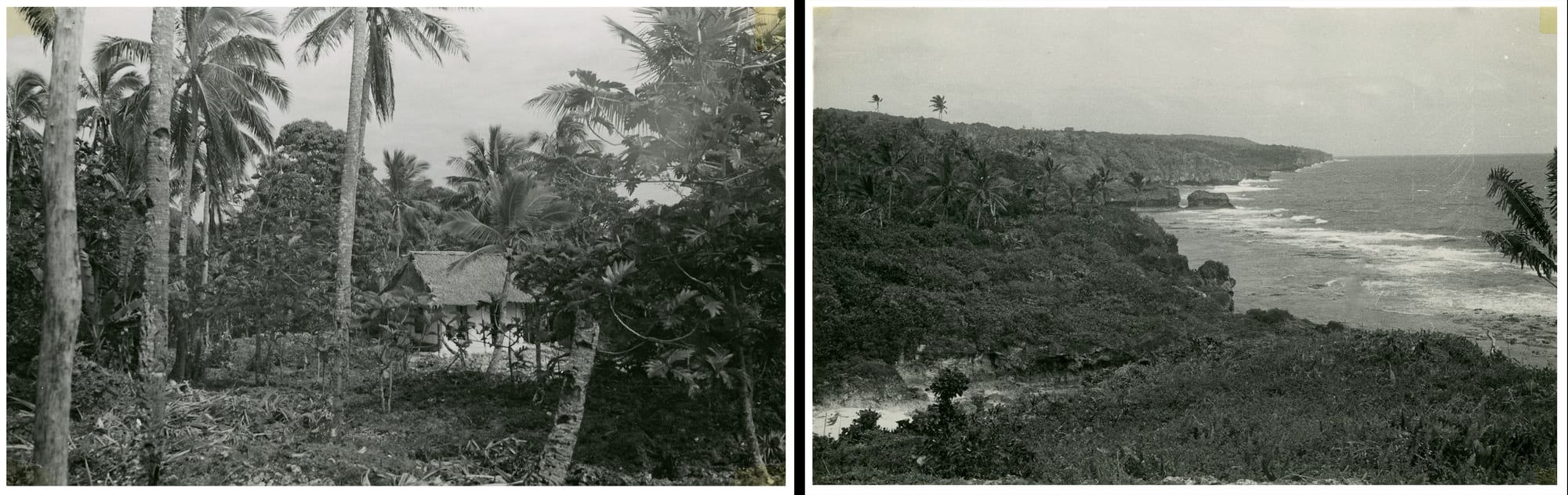 A panoramic view of Niue's forested plateau meeting a rugged coral shoreline and open ocean