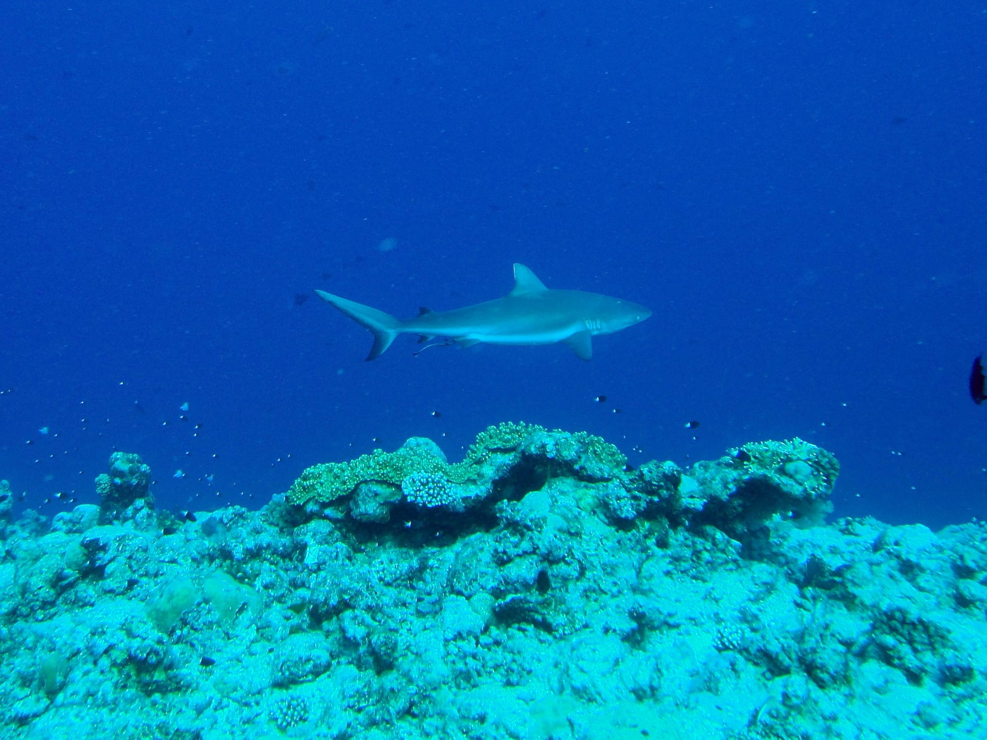 A reef shark cruising over a coral reef wall