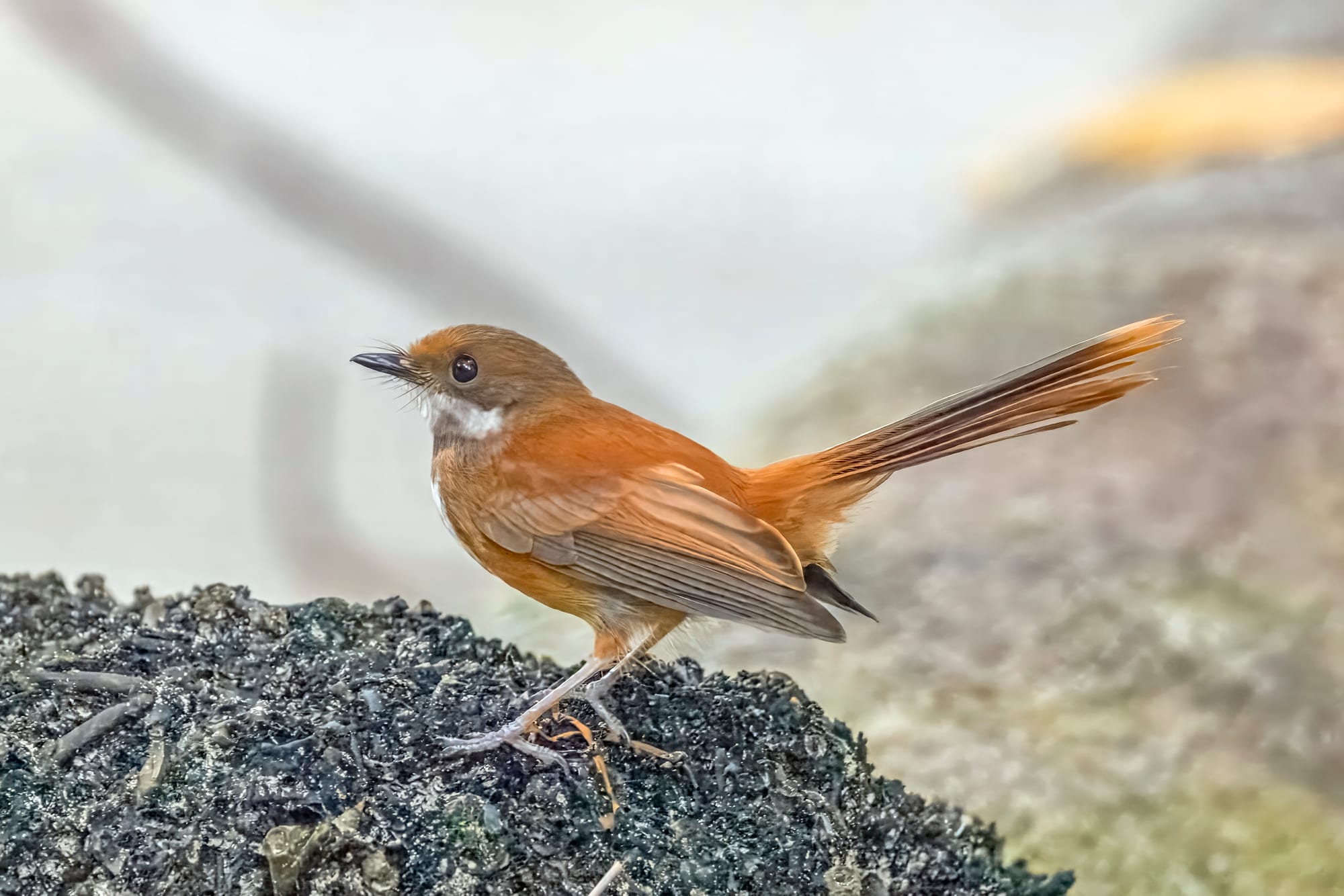 A small bird perched on a branch among the dense green foliage of a limestone island