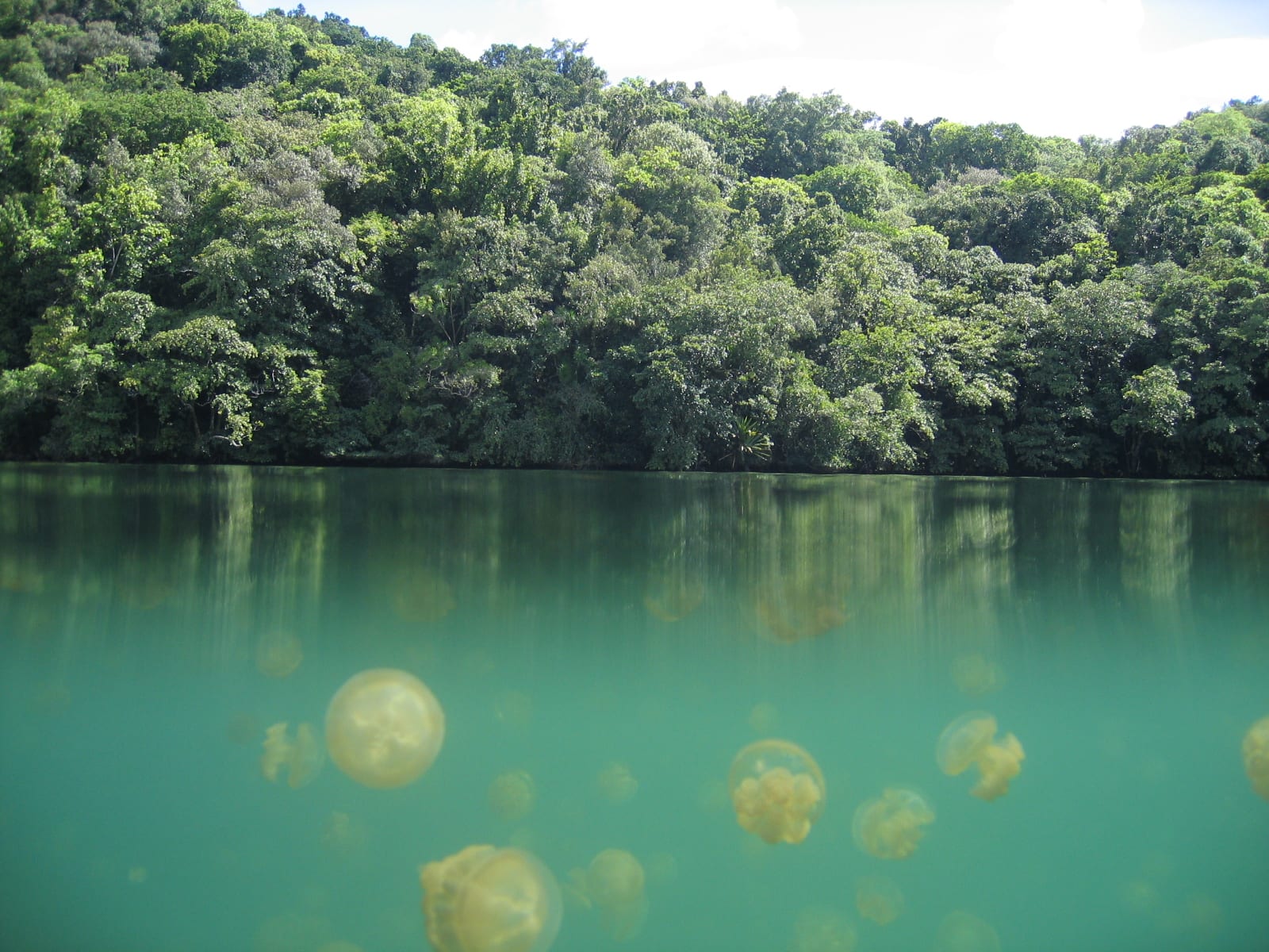 A jungle-fringed lake with visible jellyfish near the surface