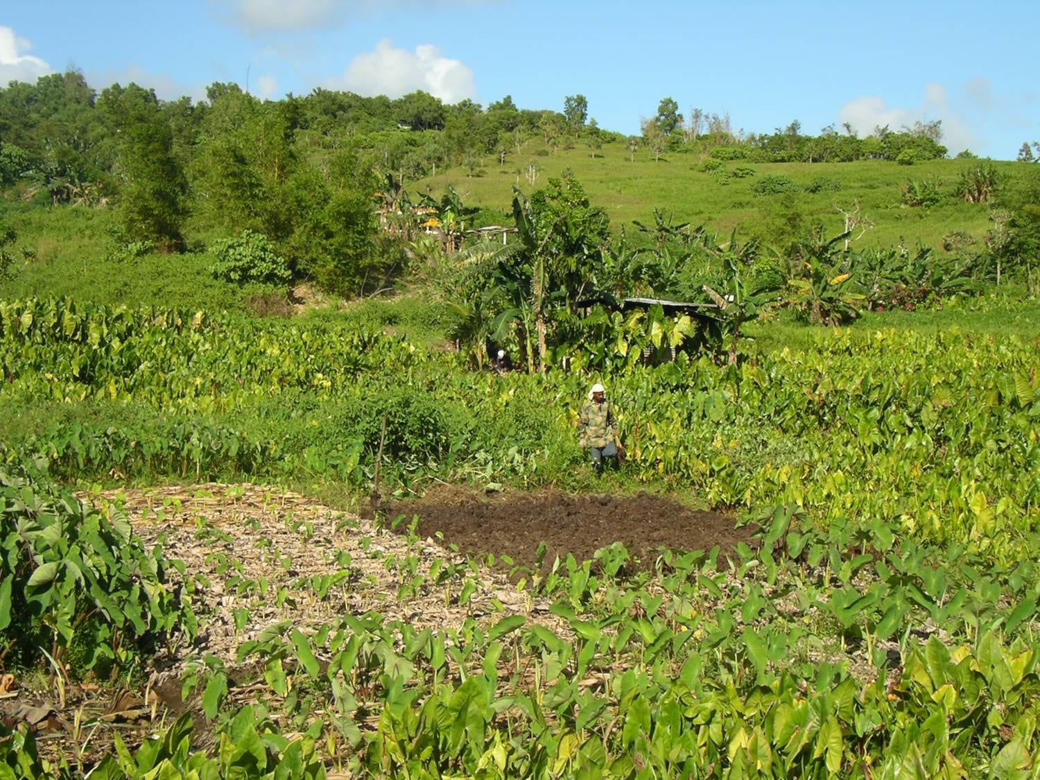 A cultivated taro patch with mulched soil