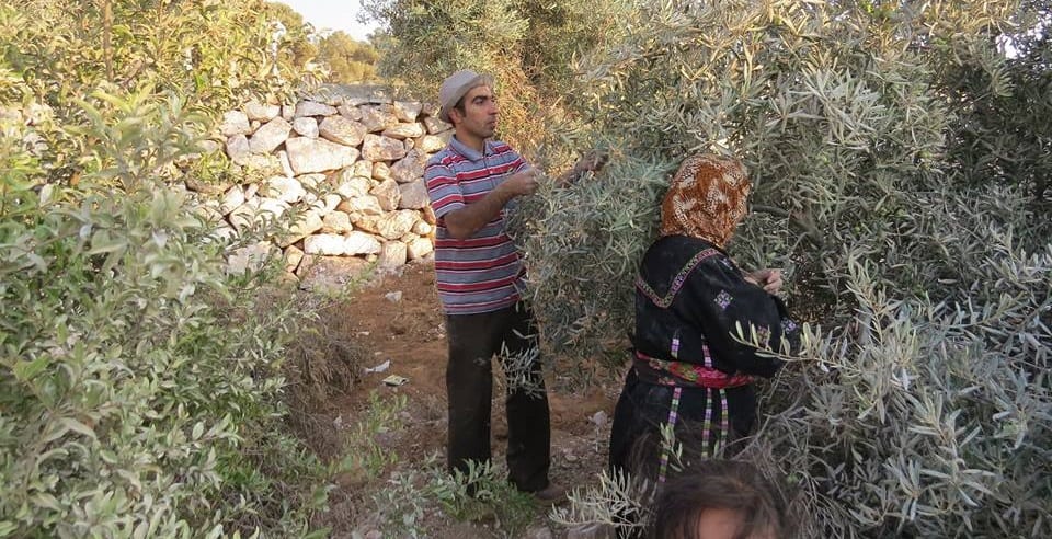 People picking olives from trees in an orchard