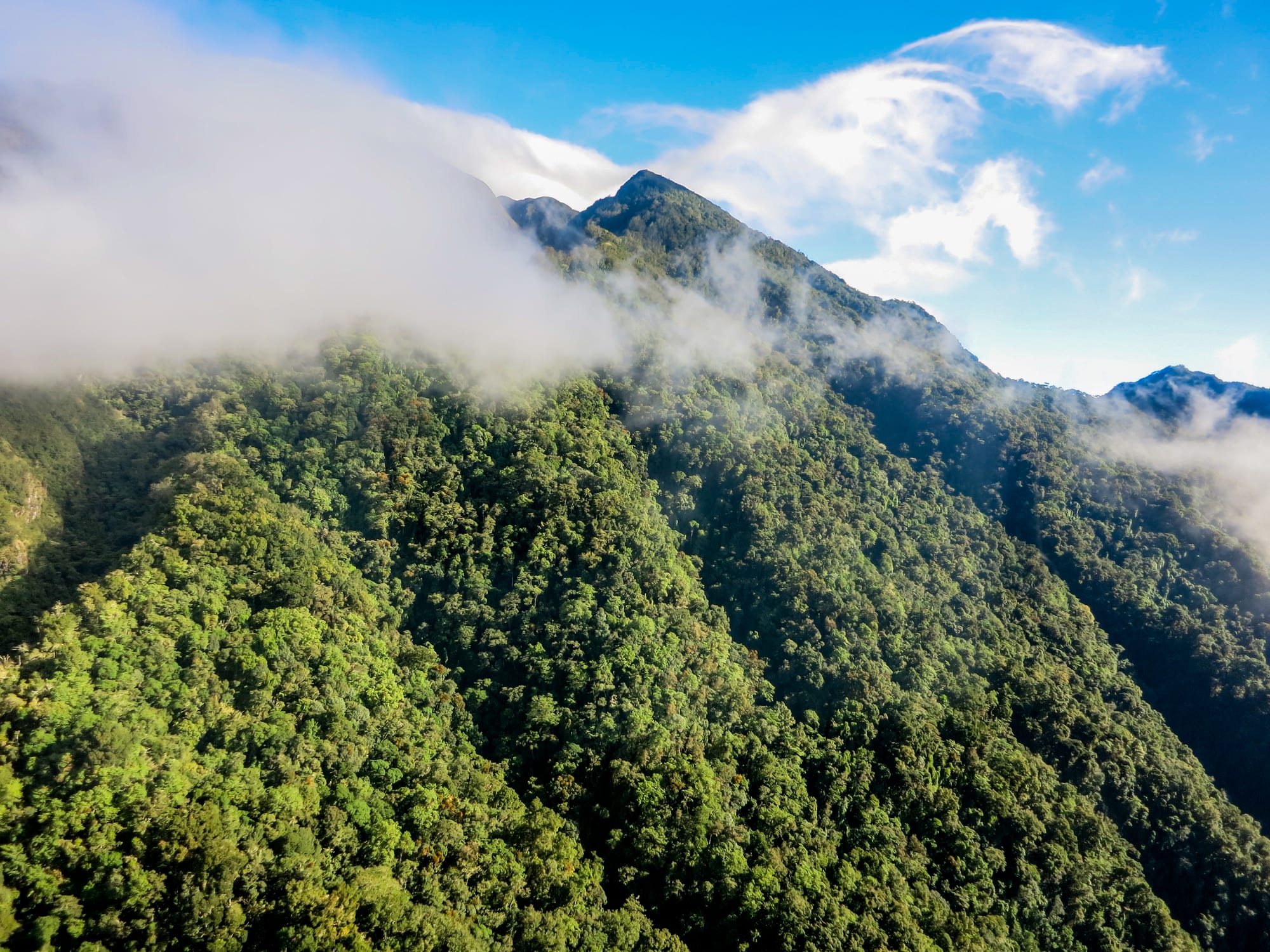 A cloud forest ridge and peak wreathed in mist under a blue sky